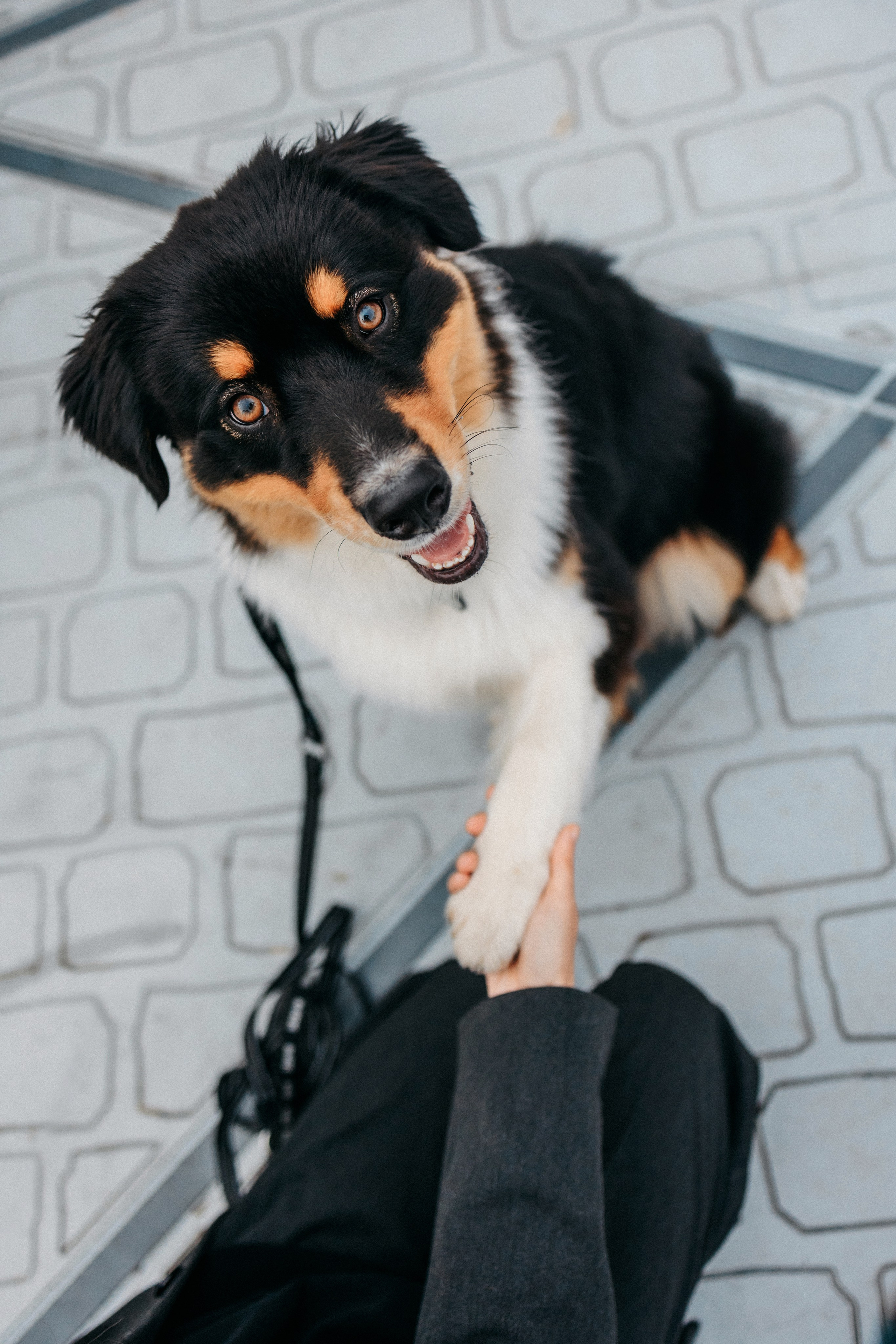 Лена и Рэй. Фотограф-анималист Елена Радченко, Москва