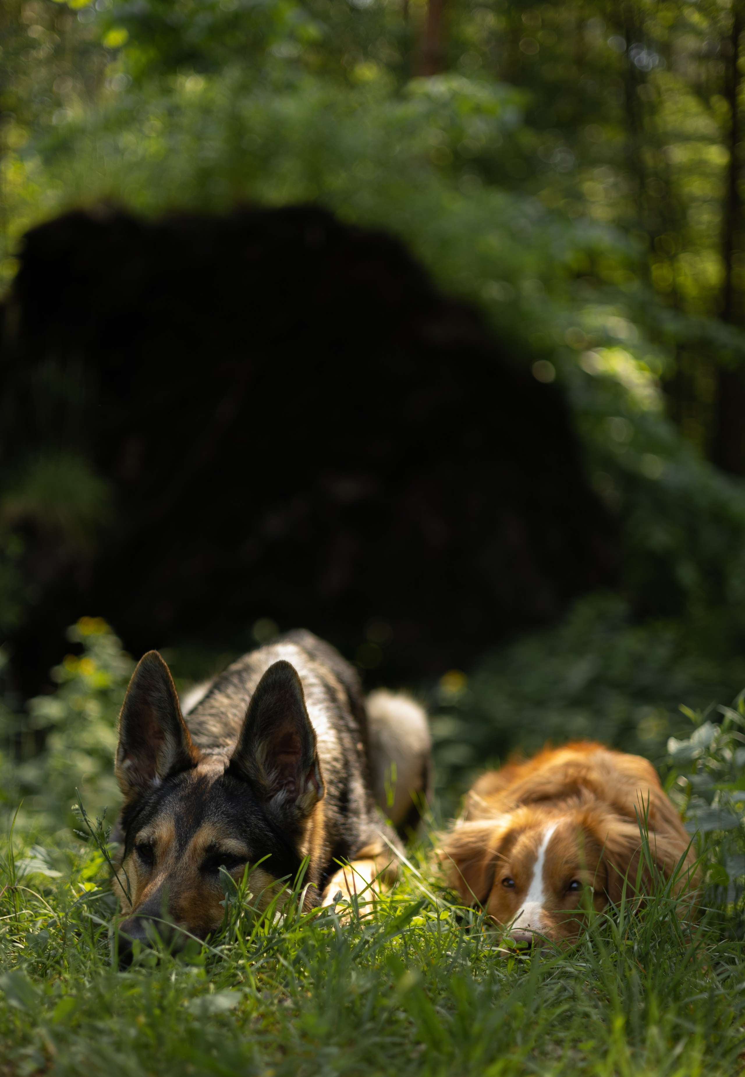 Елена, Айно и Леля. Фотограф животных Евгения Верцинская