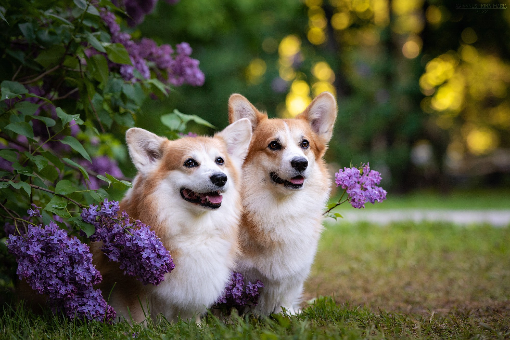 Фотограф-анималист. Фотограф собак в Москве и Московской области Иванушкина Мария