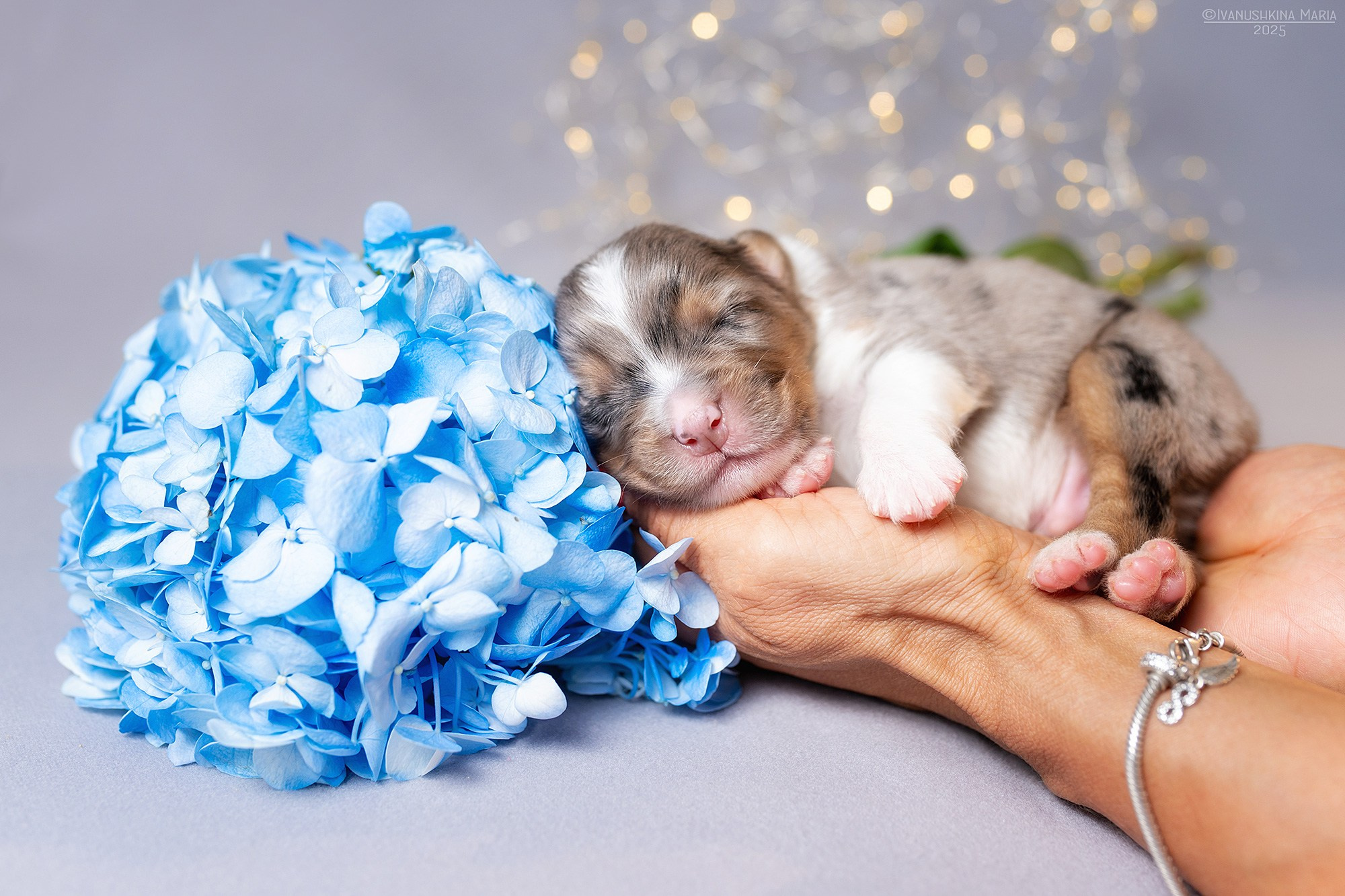 Ньюборн фотосессия щенков. Фотограф собак в Москве и Московской области Иванушкина Мария