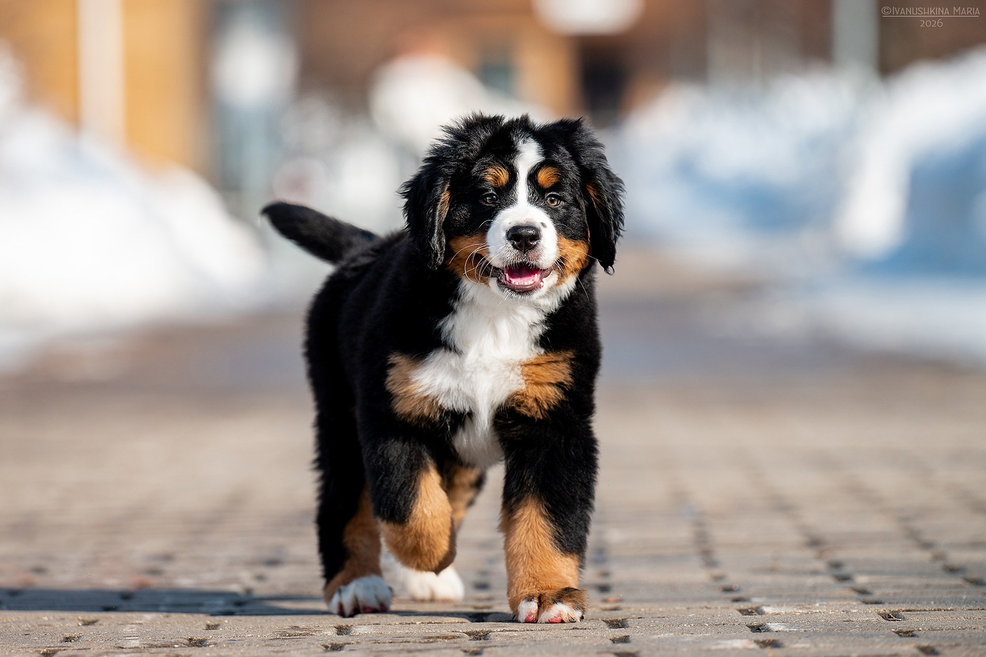 Фотосессия щенков на продажу. Фотограф собак в Москве и Московской области Иванушкина Мария