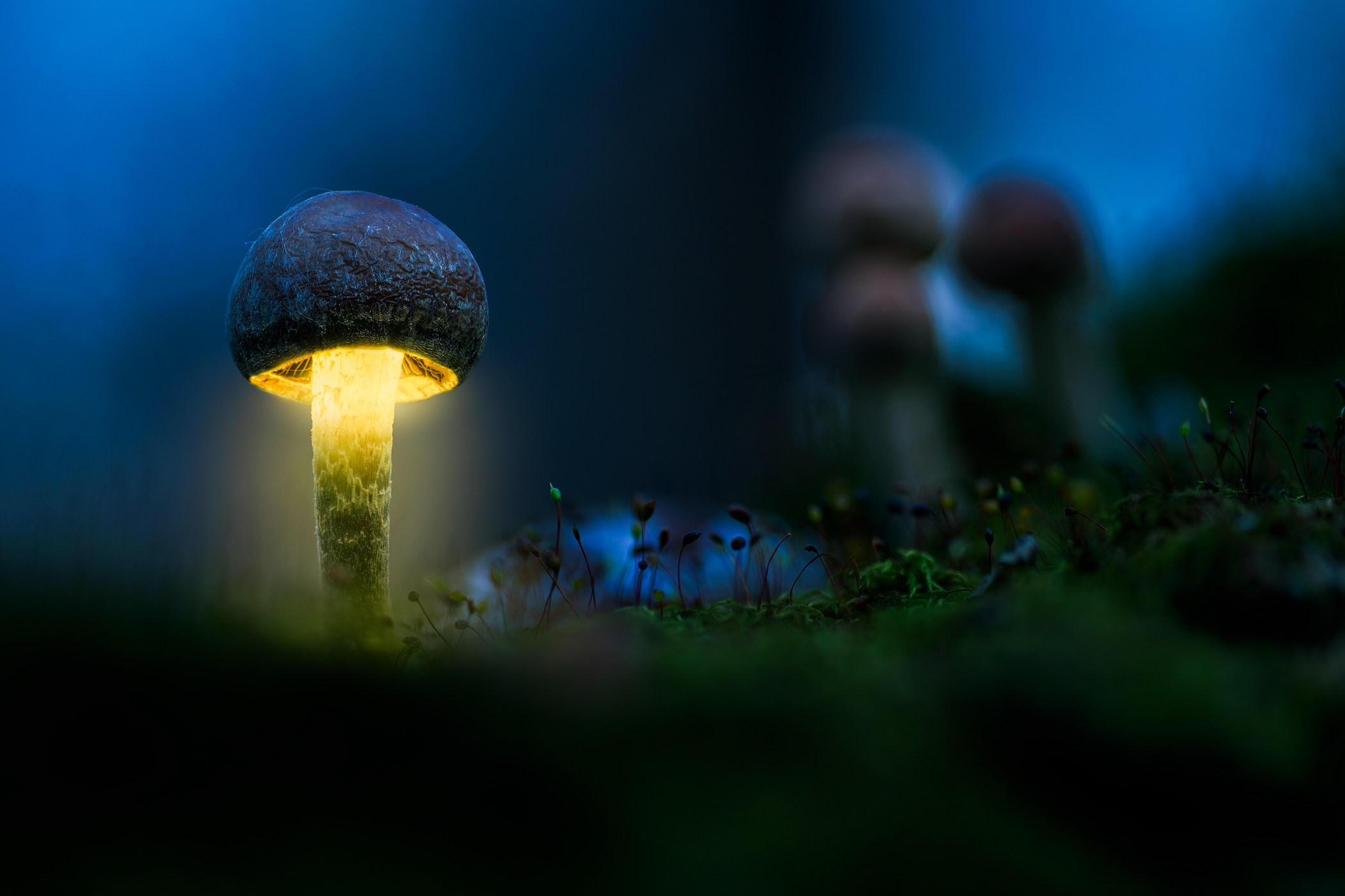 Volkovart.ru glowing mushrooms photography. Volkovart.online nature photography
