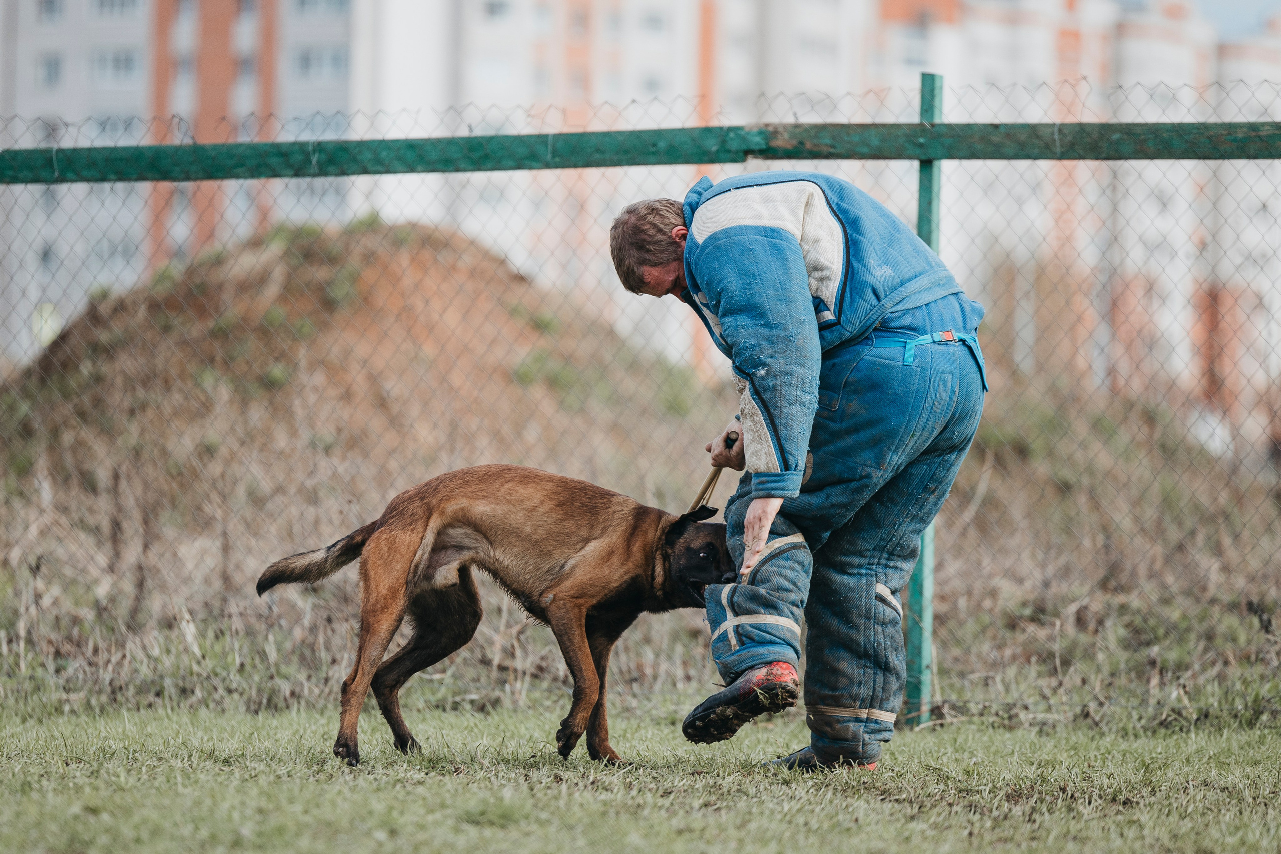 09.05.25 Вологда соревнования. Фотограф-анималист Анна Маринич
