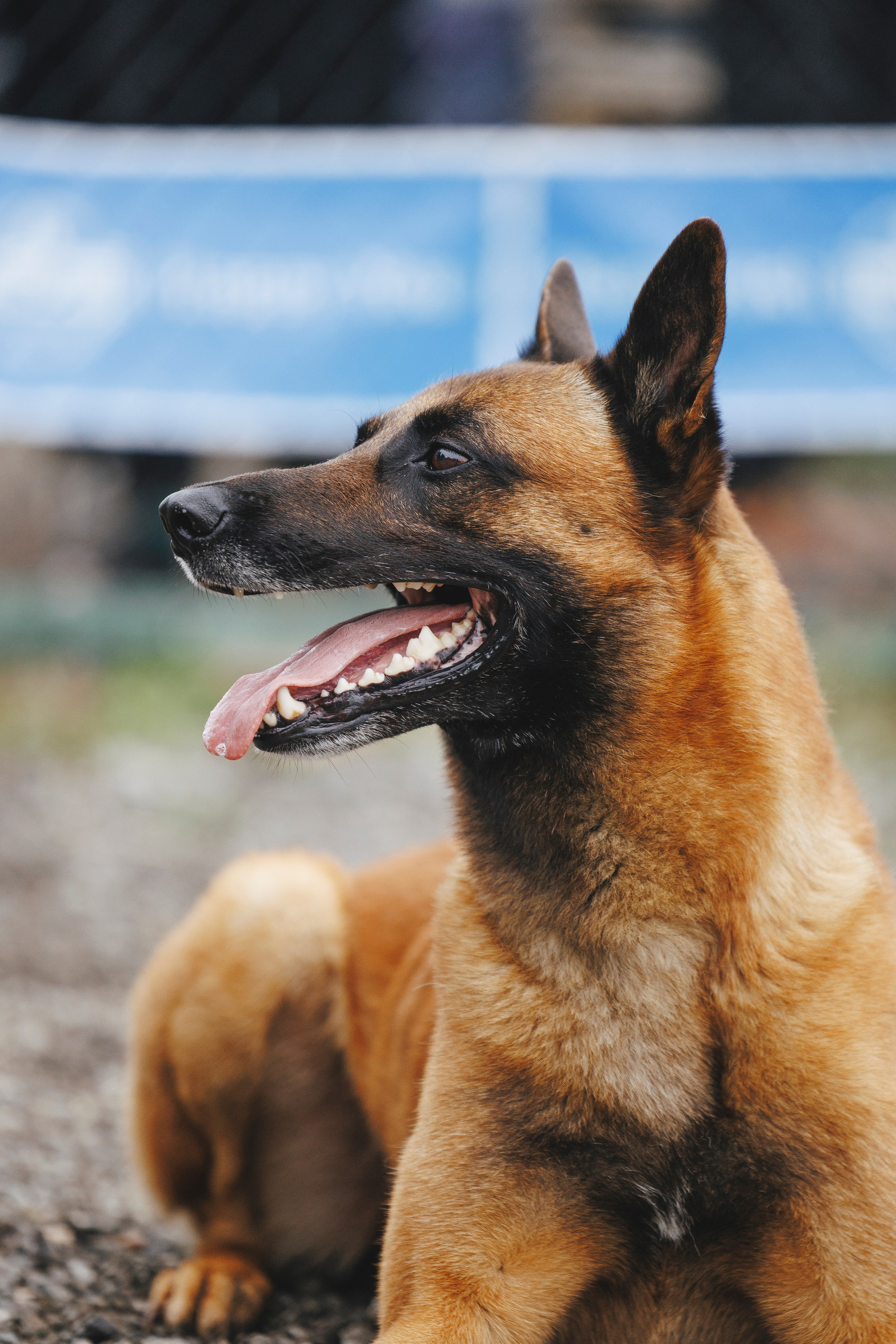 08.08.25-10.08.25 ЧР по мондьорингу г. Вологда. Фотограф-анималист Анна Маринич