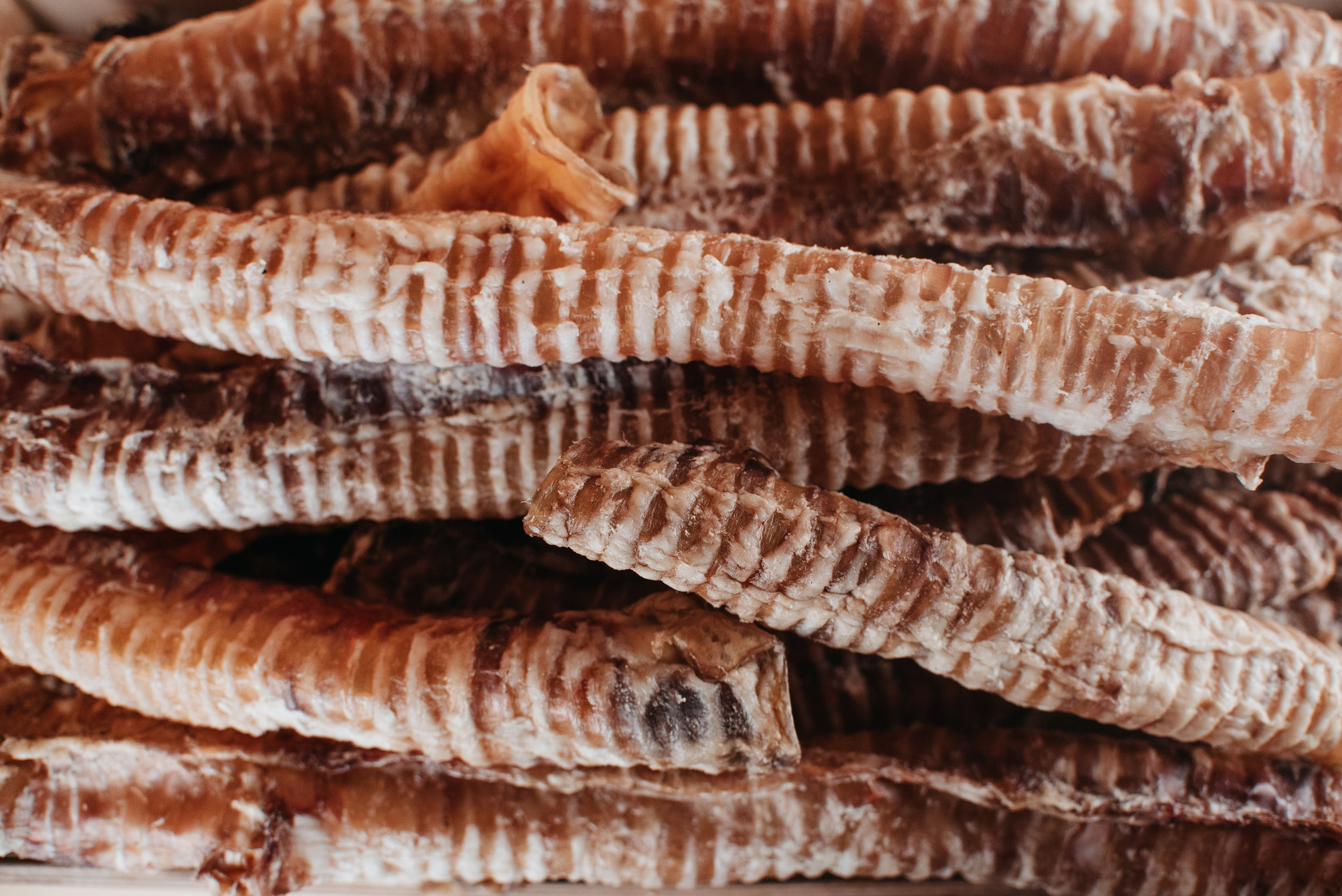 Dog Bone лакомства. Фотограф-анималист Валерия, Москва, Мытищи