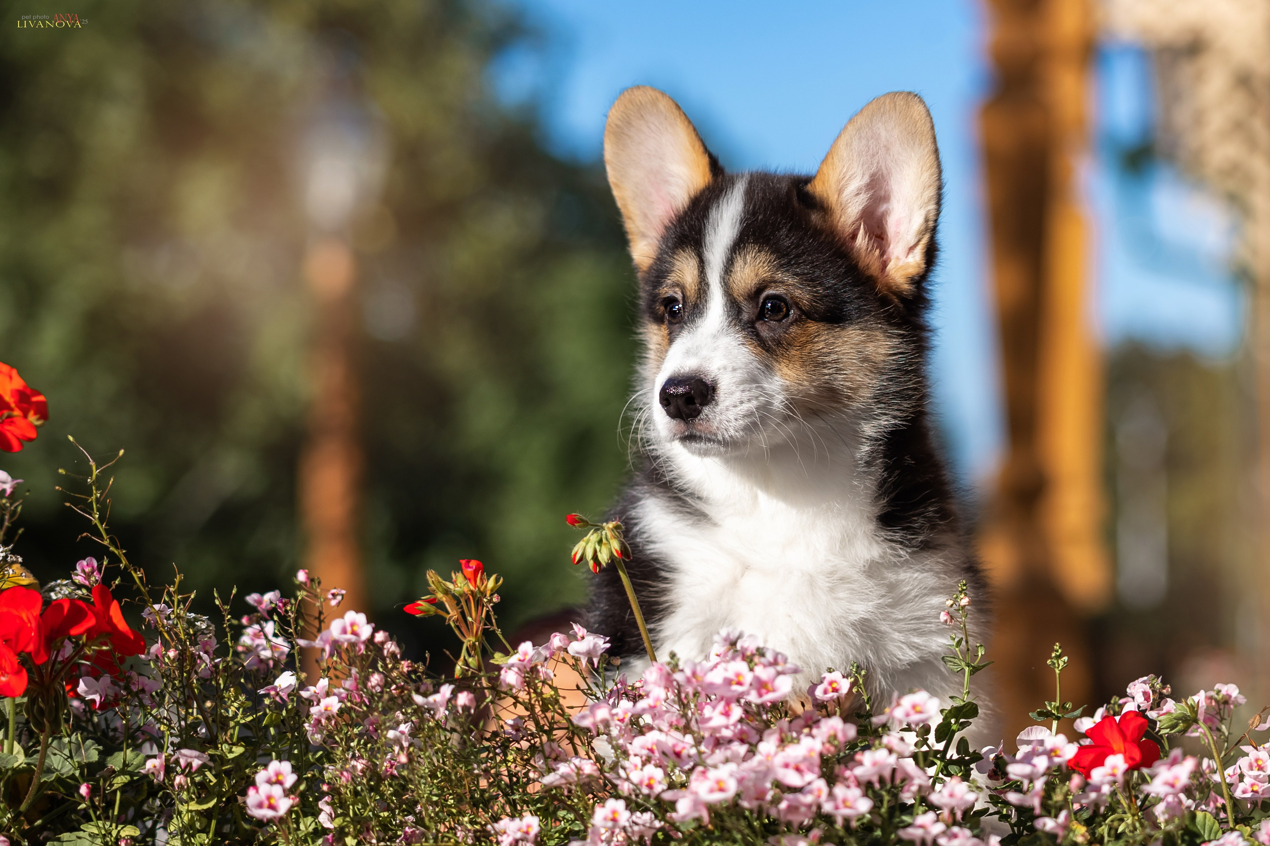 Коржики. Фотограф анималист Аня Ливанова | Рыбинск