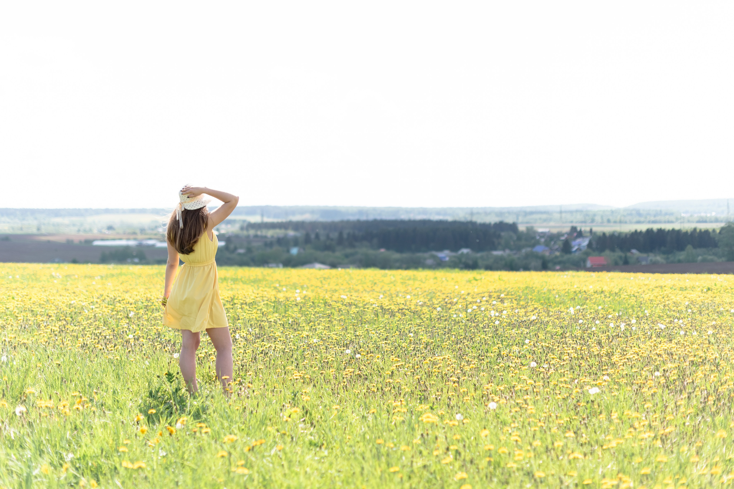 поле желтых одуванчиков