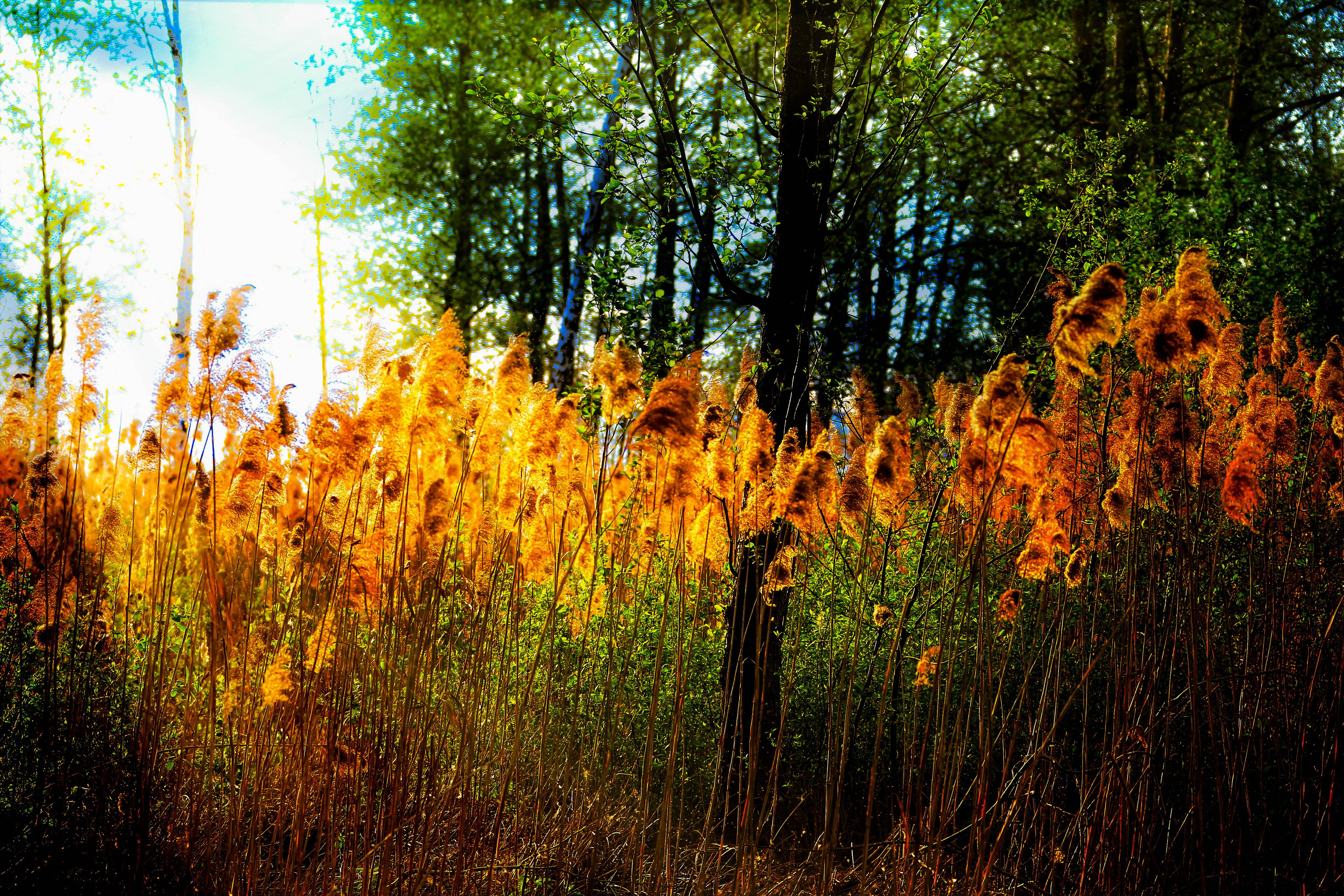 ПЛАНЕТА ЗЕМЛЯ (пейзаж). АЛЕКСЕЙ КОЛМАКОВ. Фотограф. Москва и Московская область