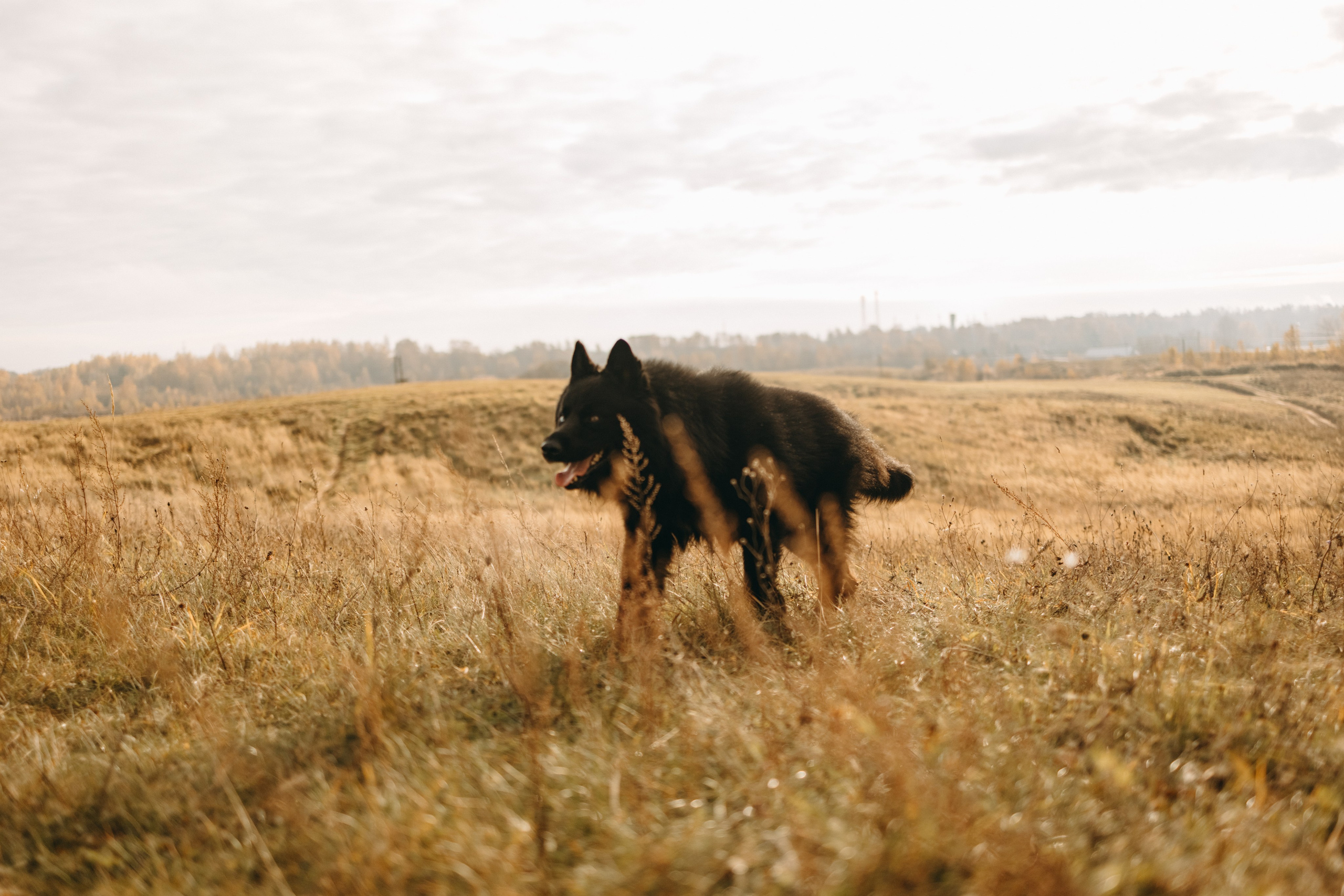 Лора и Джанго. Фотограф — Анималист | Санкт-Петербург