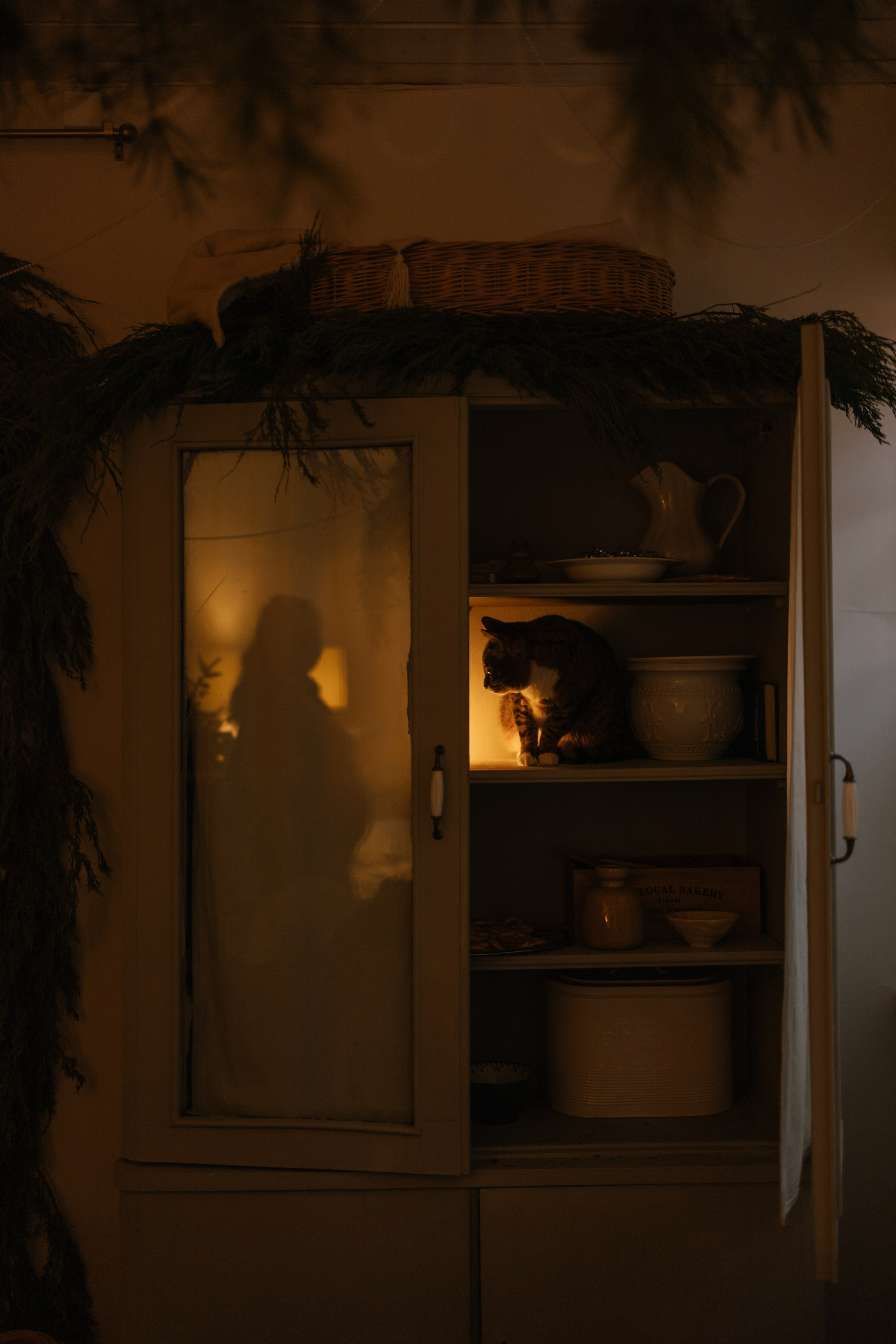 Вегас, Веник и их семья. Фотограф — Анималист | Санкт-Петербург