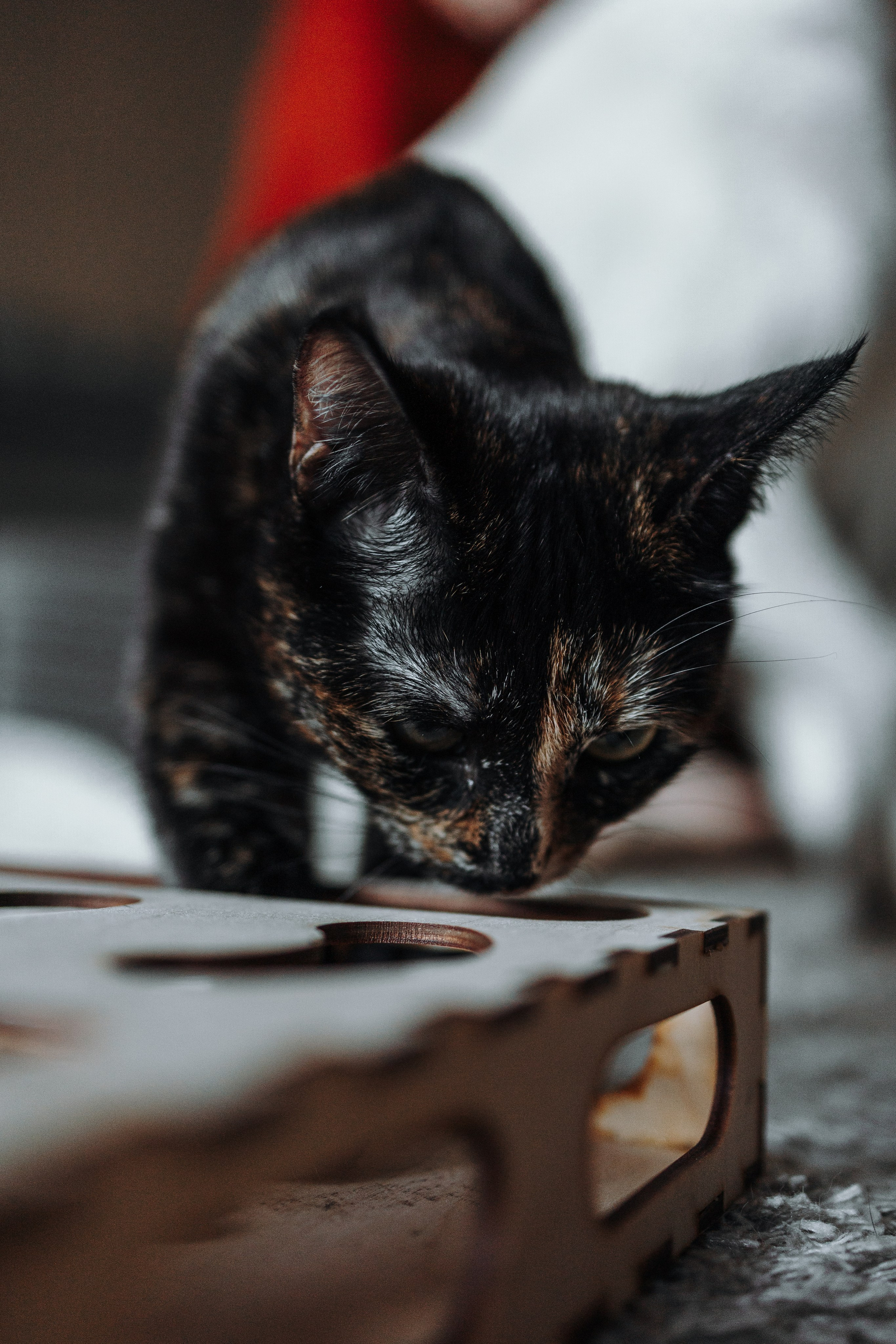 Саша и ее хвосты. Фотограф — Анималист | Санкт-Петербург