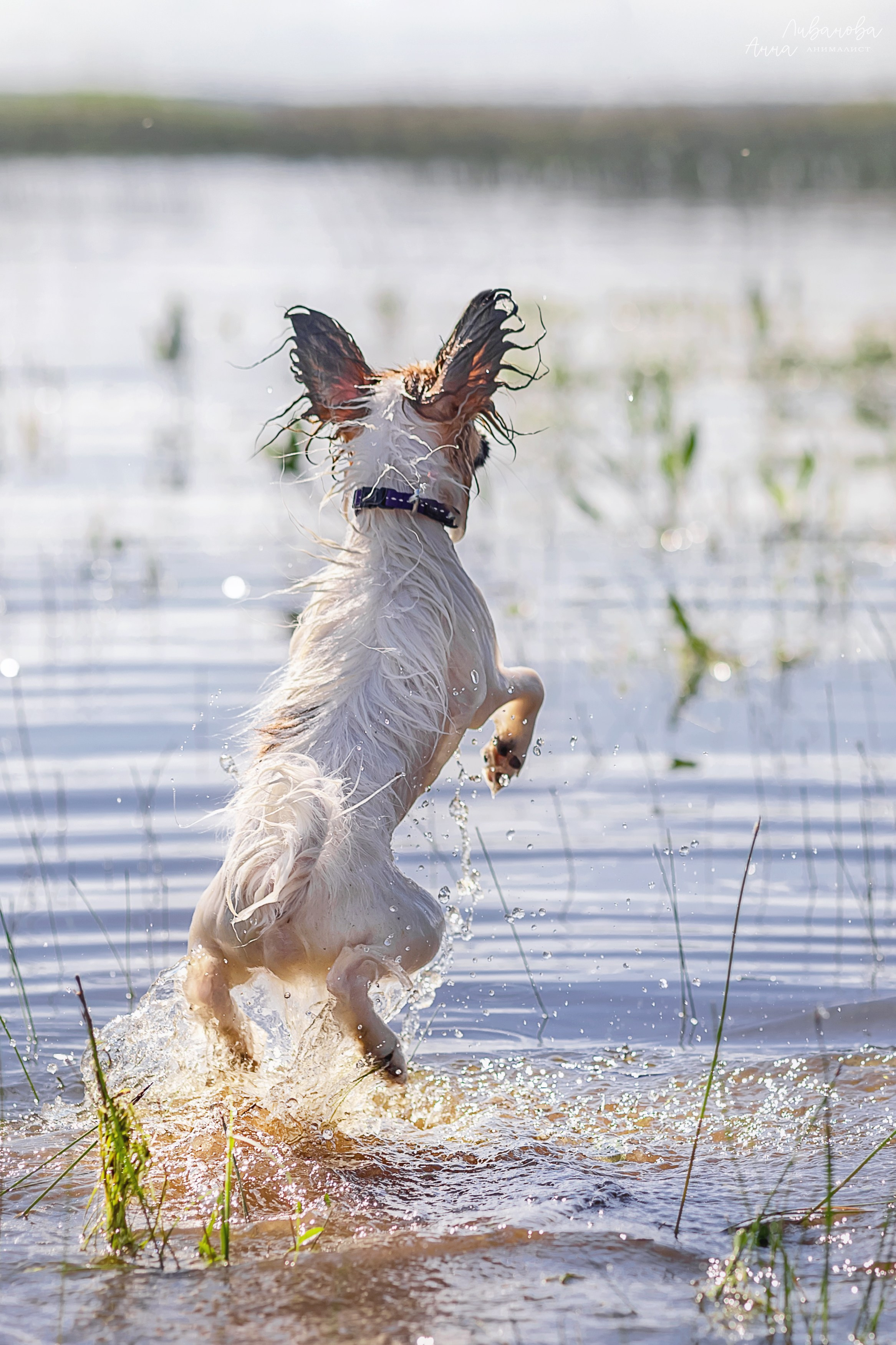 Хьюстон. Фотограф анималист Аня Ливанова | Рыбинск