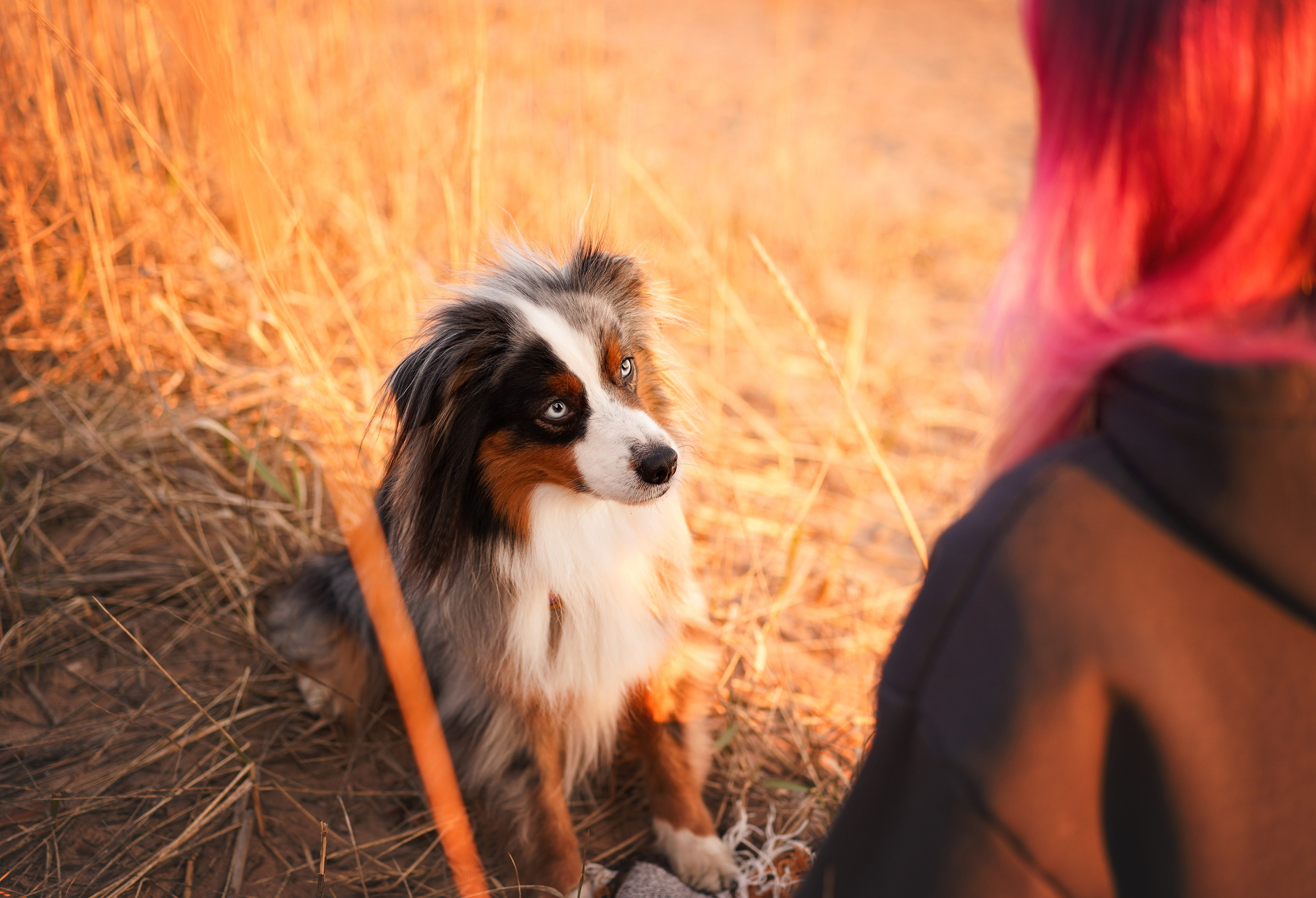 Алиса и Джокер. Фотограф-анималист в Санкт-Петербурге Яна Мартынова