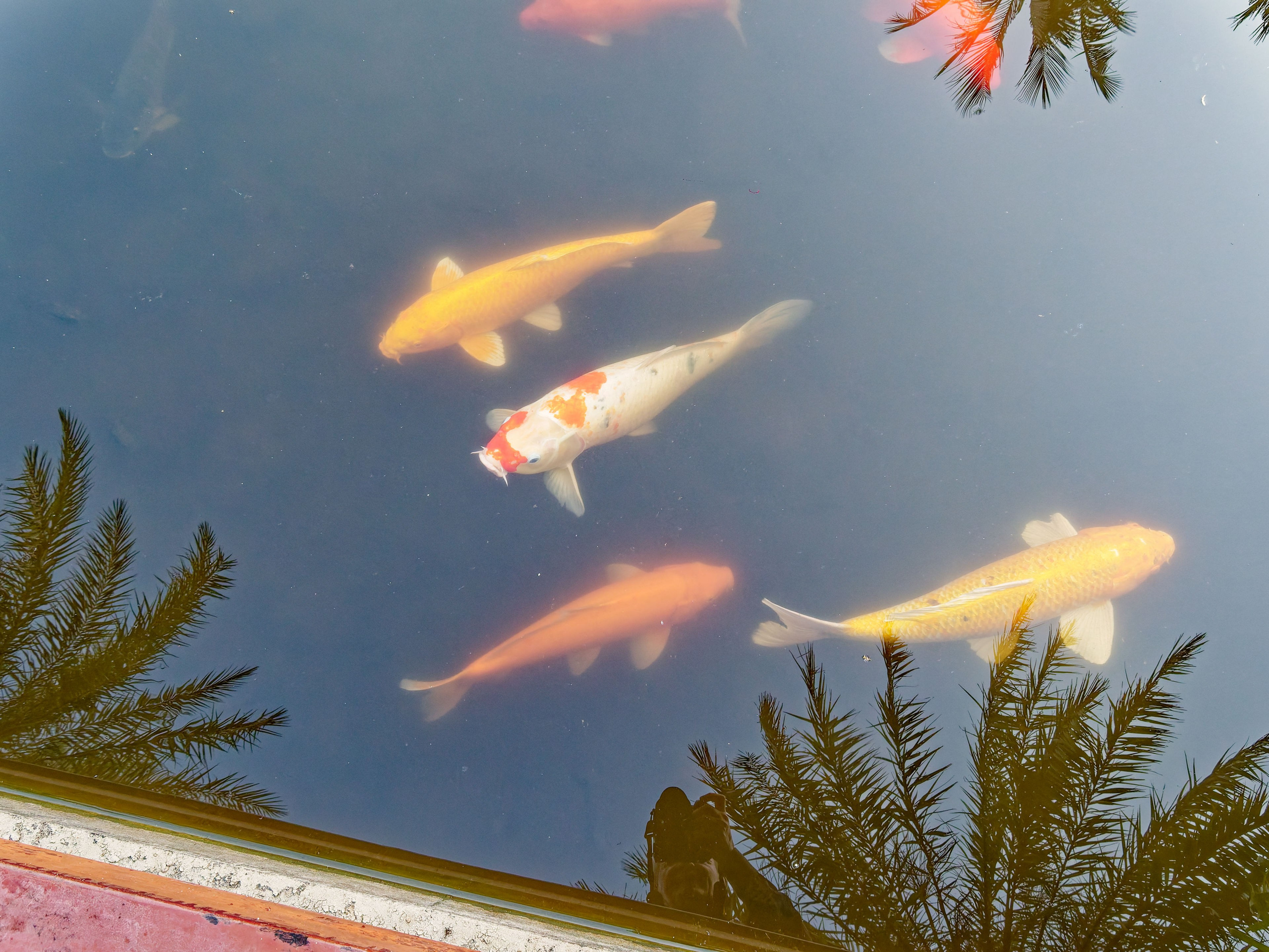 Хайнань 2026, Золотые рыбки в реке отеля. Фотопрогулки по Миру