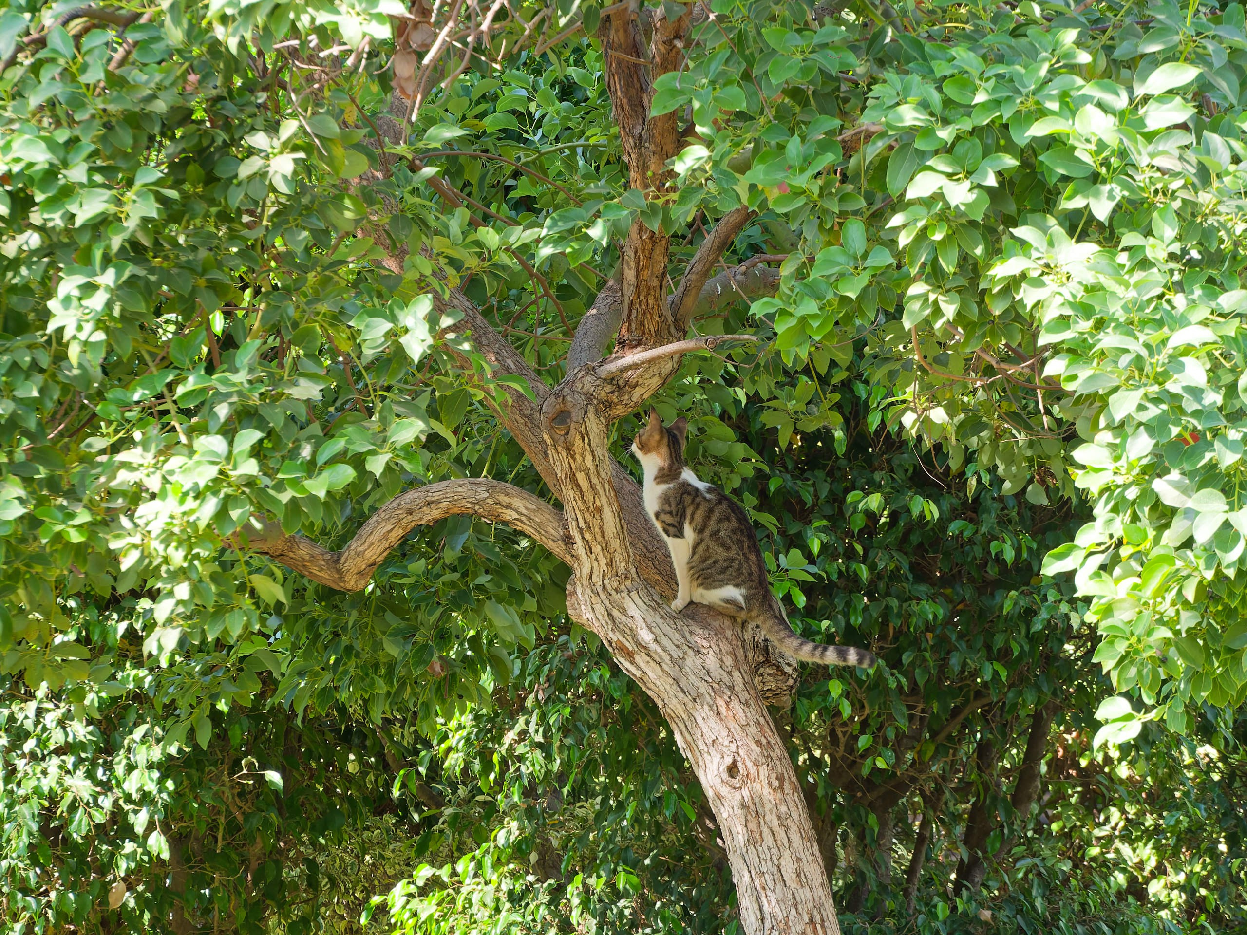 Алания 2025, город, стрит-фото. Избранные фотографии