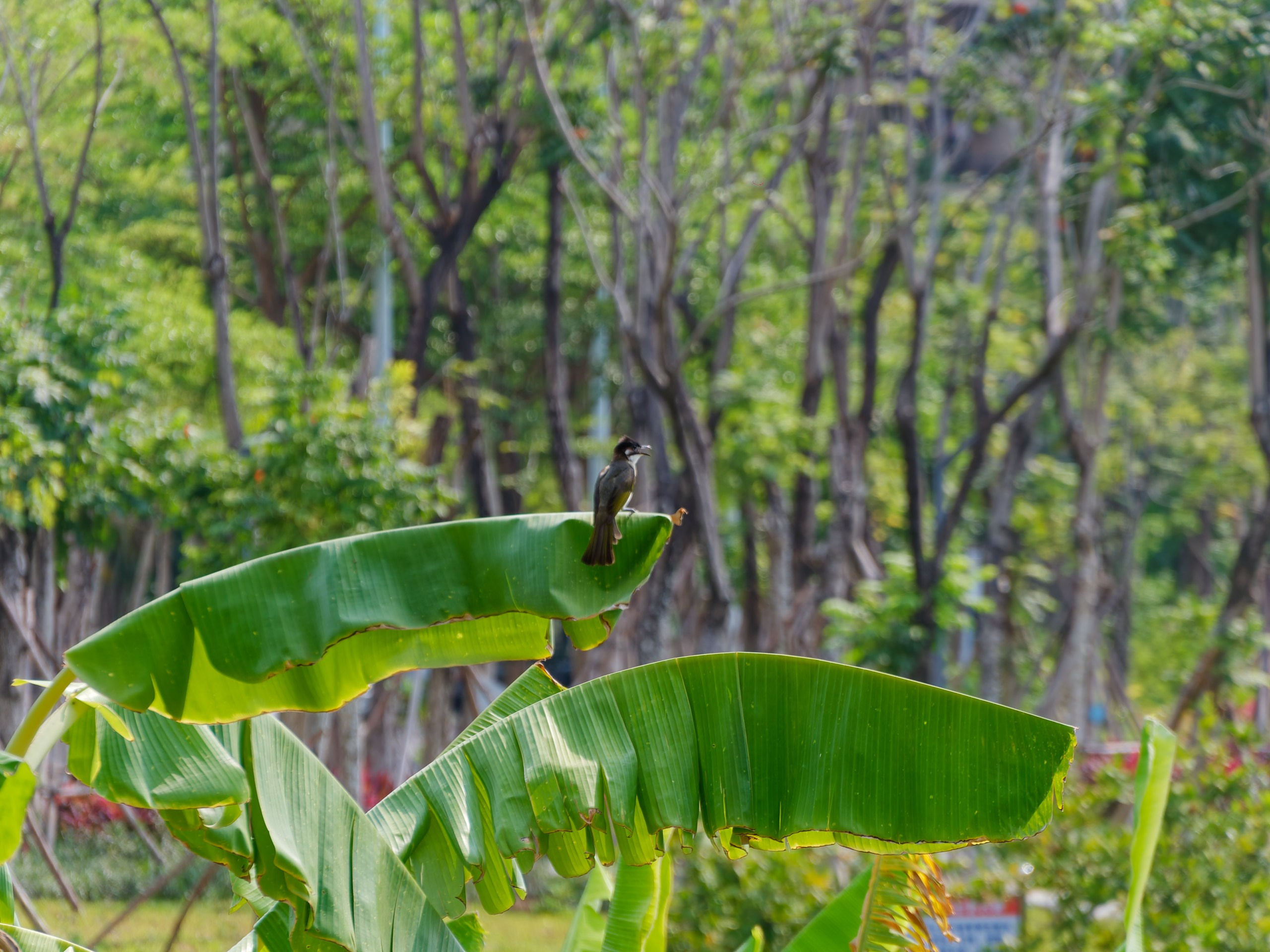 Хайнань 2026, флора, цветы и деревья. Фотопрогулки по Миру