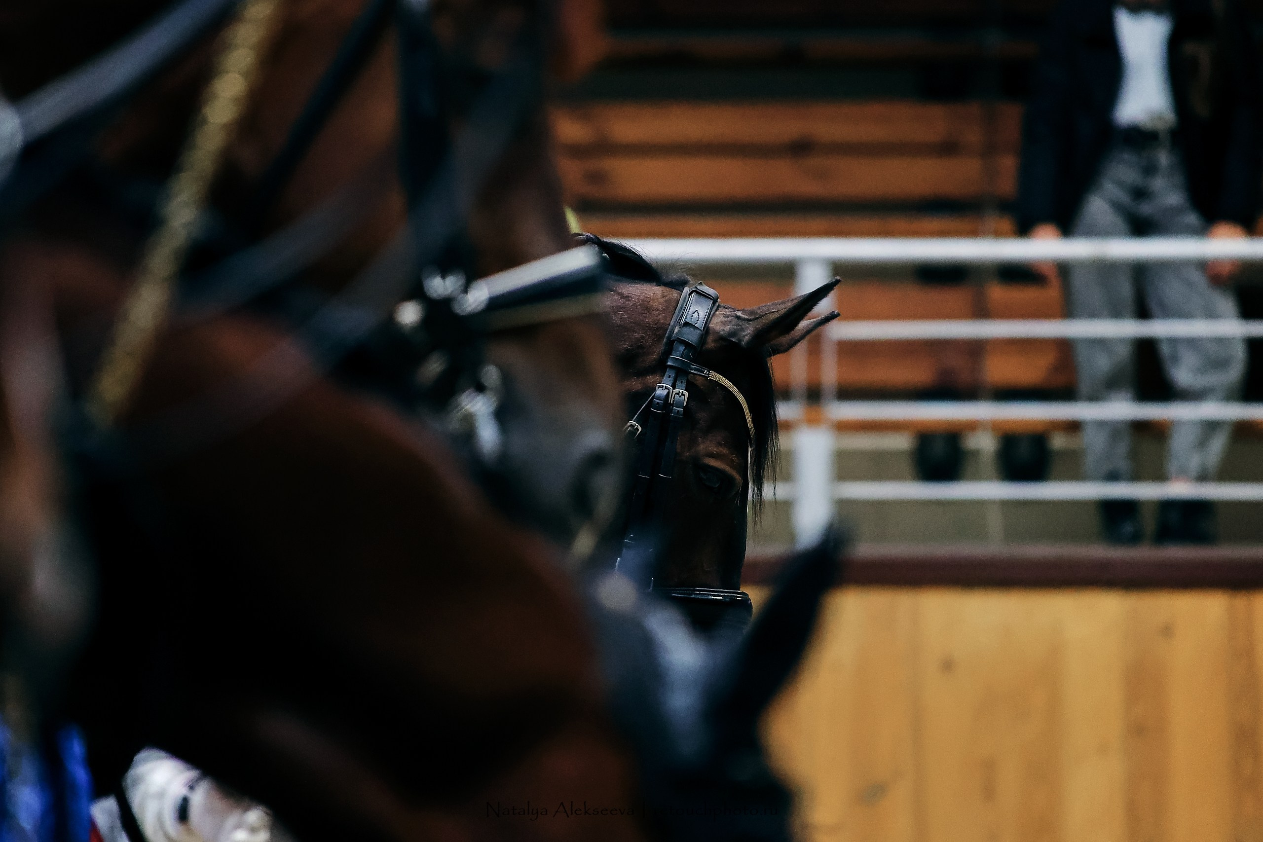 Звезды Евразии по выездке, Минск | 10'2023. Репортажный фотограф и ретушер в Москве Наталья Алексеева