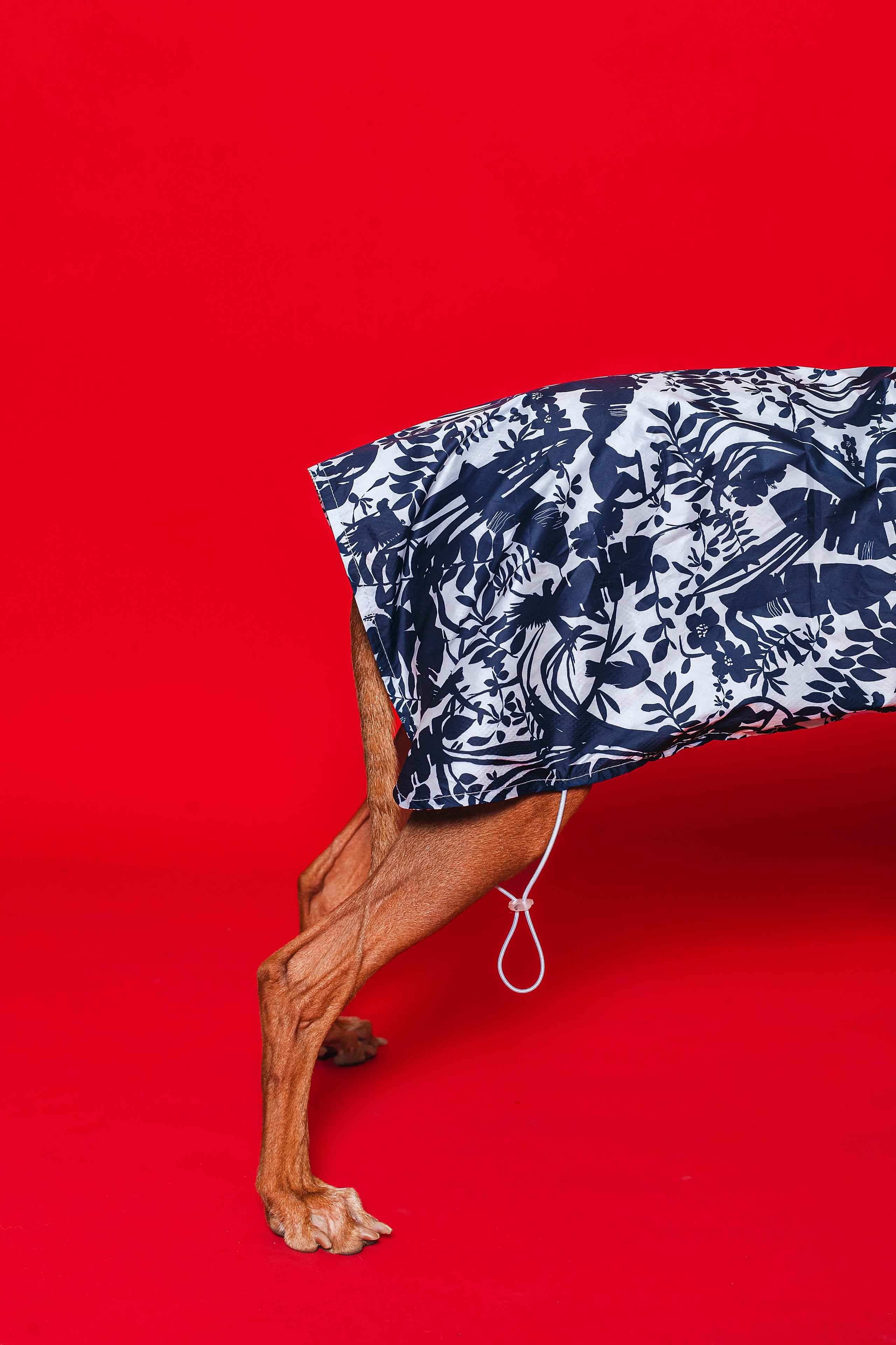 Съемка для бренда TEDDYBOY. Фотограф-анималист Татьяна Степанова