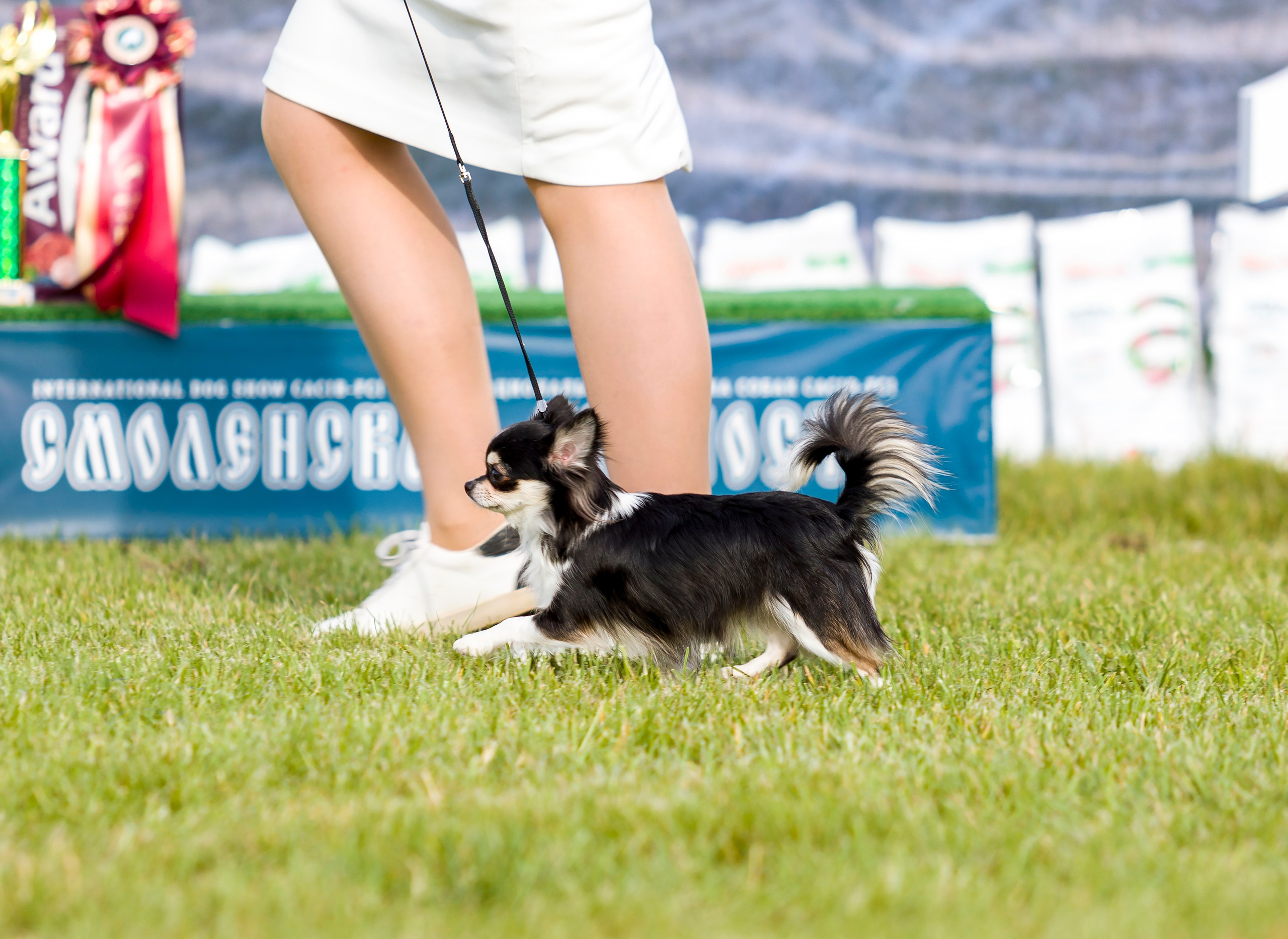 Выставки. Фотограф — анималист Татьяна Ли