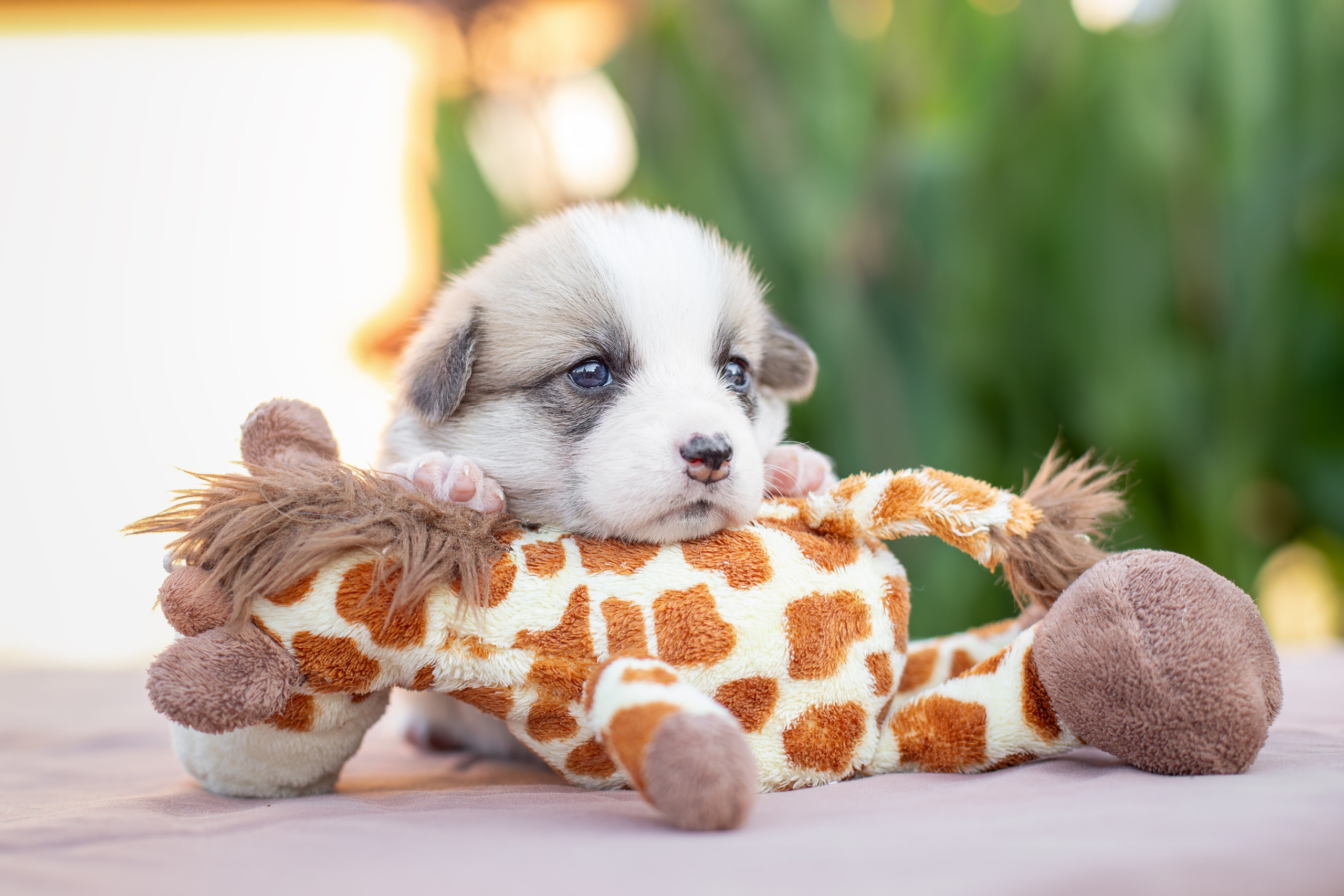 Малыши коржики. Ирина Голомб|Фотограф-анималист в  Сочи и Калининграде