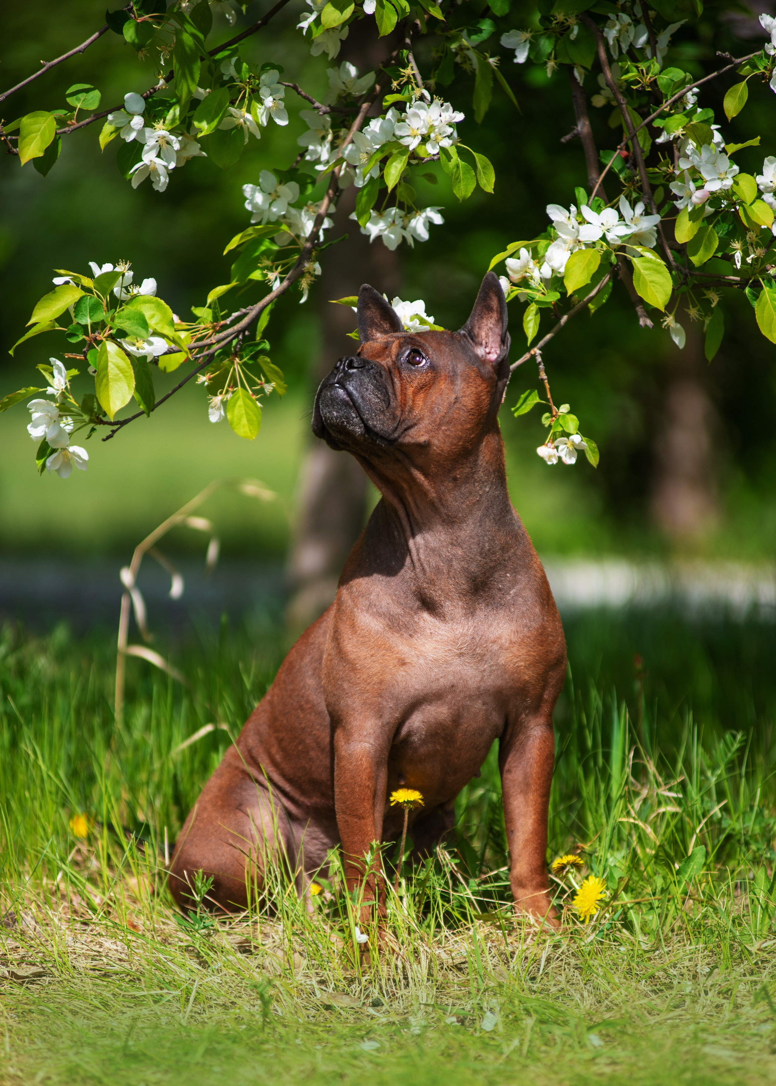 Чунцины и Полина. Дог-фотограф в Тюмени Александра Королева