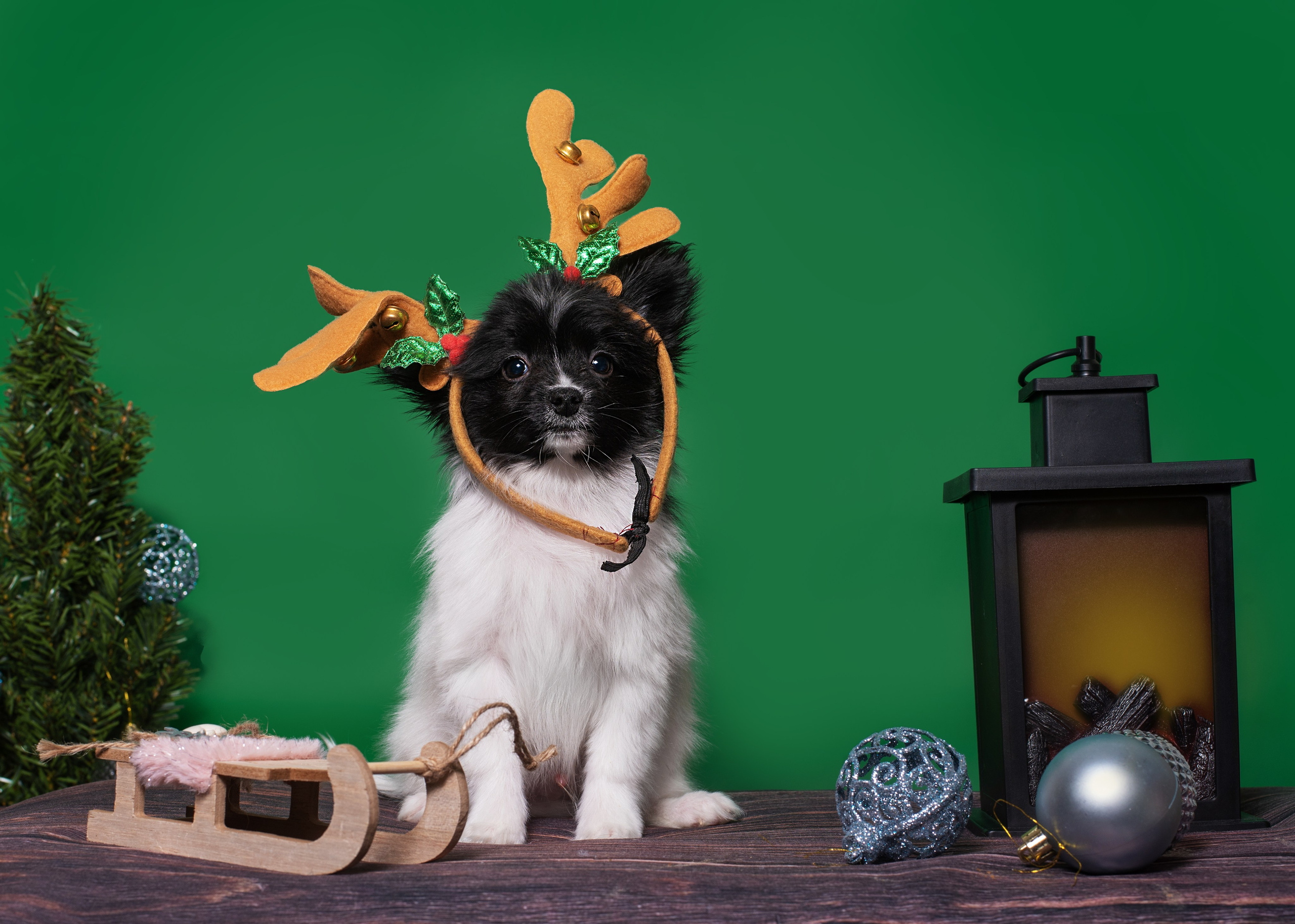 Папильончики. Дог-фотограф в Тюмени Александра Королева