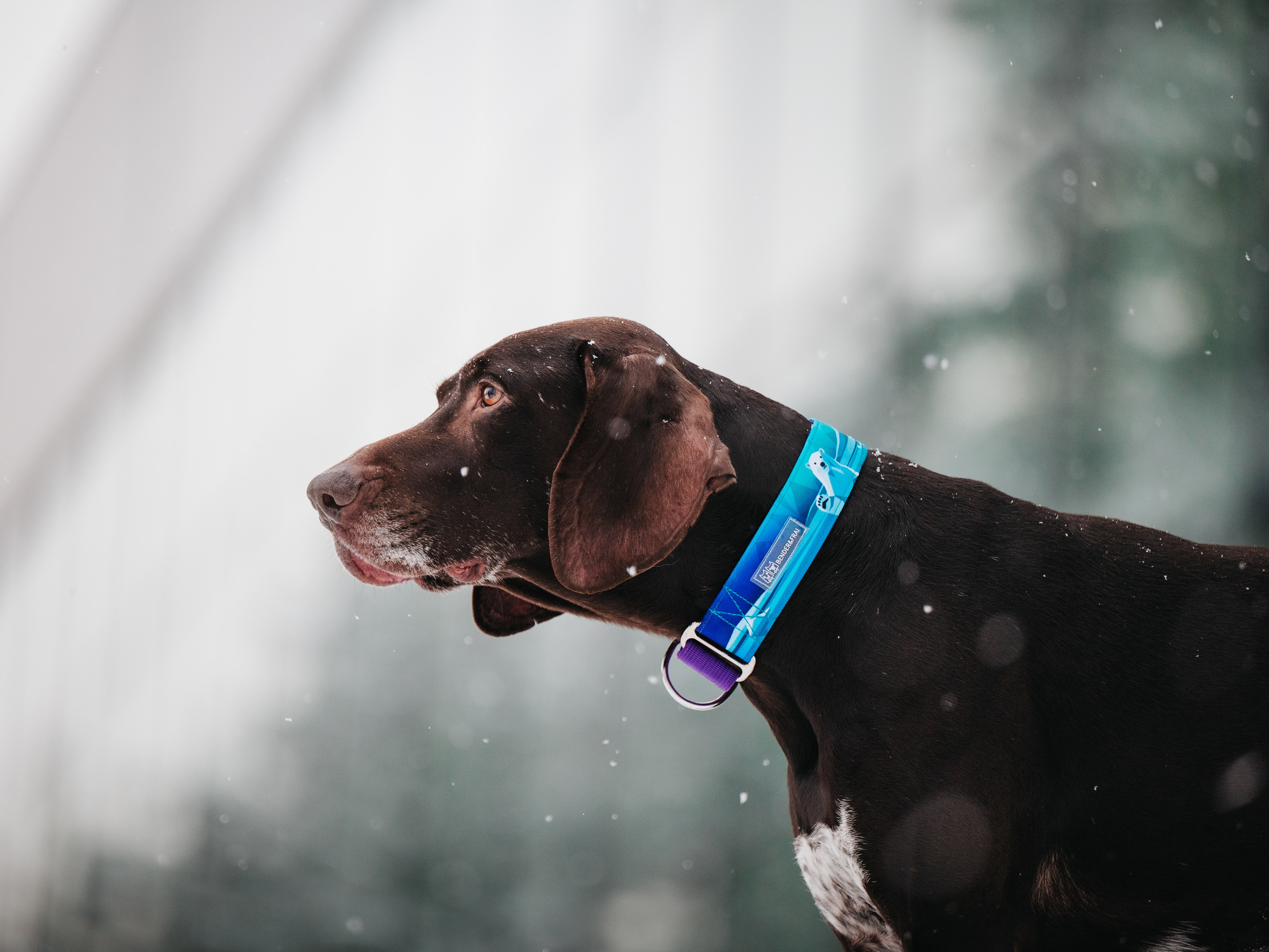 Bender&Frai. Зимняя коллекция. Семейный фотограф анималист Ананьева Мария — Москва