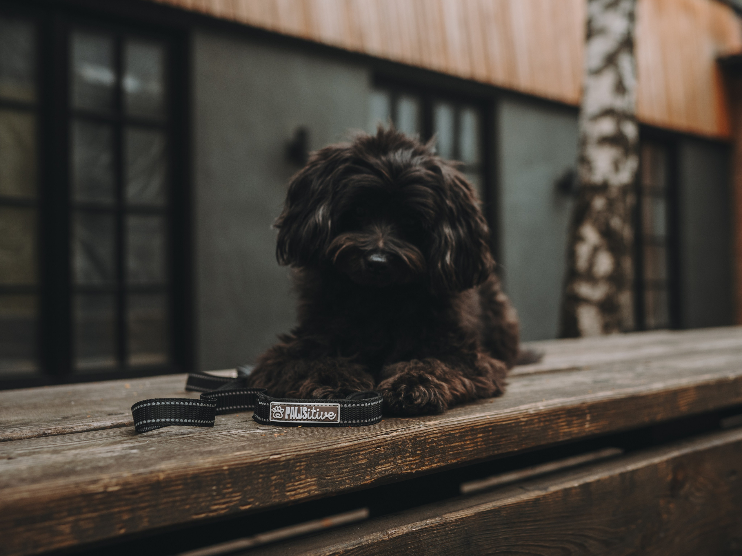 Pawsitive. Семейный фотограф анималист Ананьева Мария — Москва