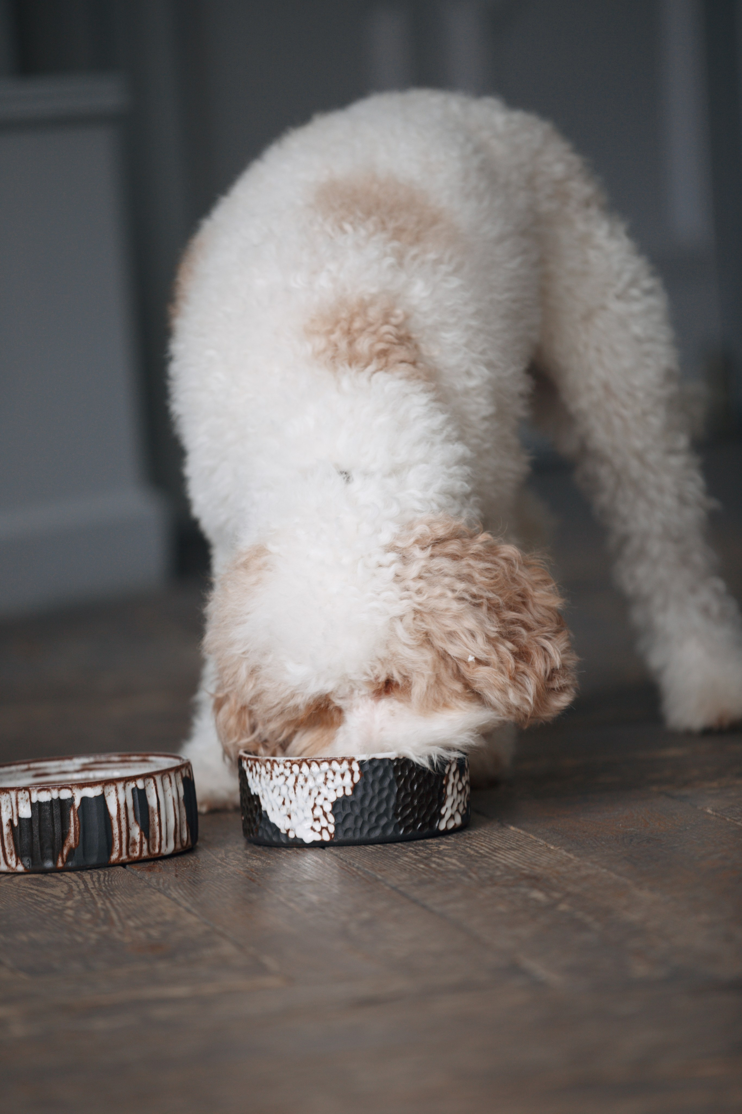 Bmbh лежанки и адресники. Фотограф анималист Кристина Карпова, Москва