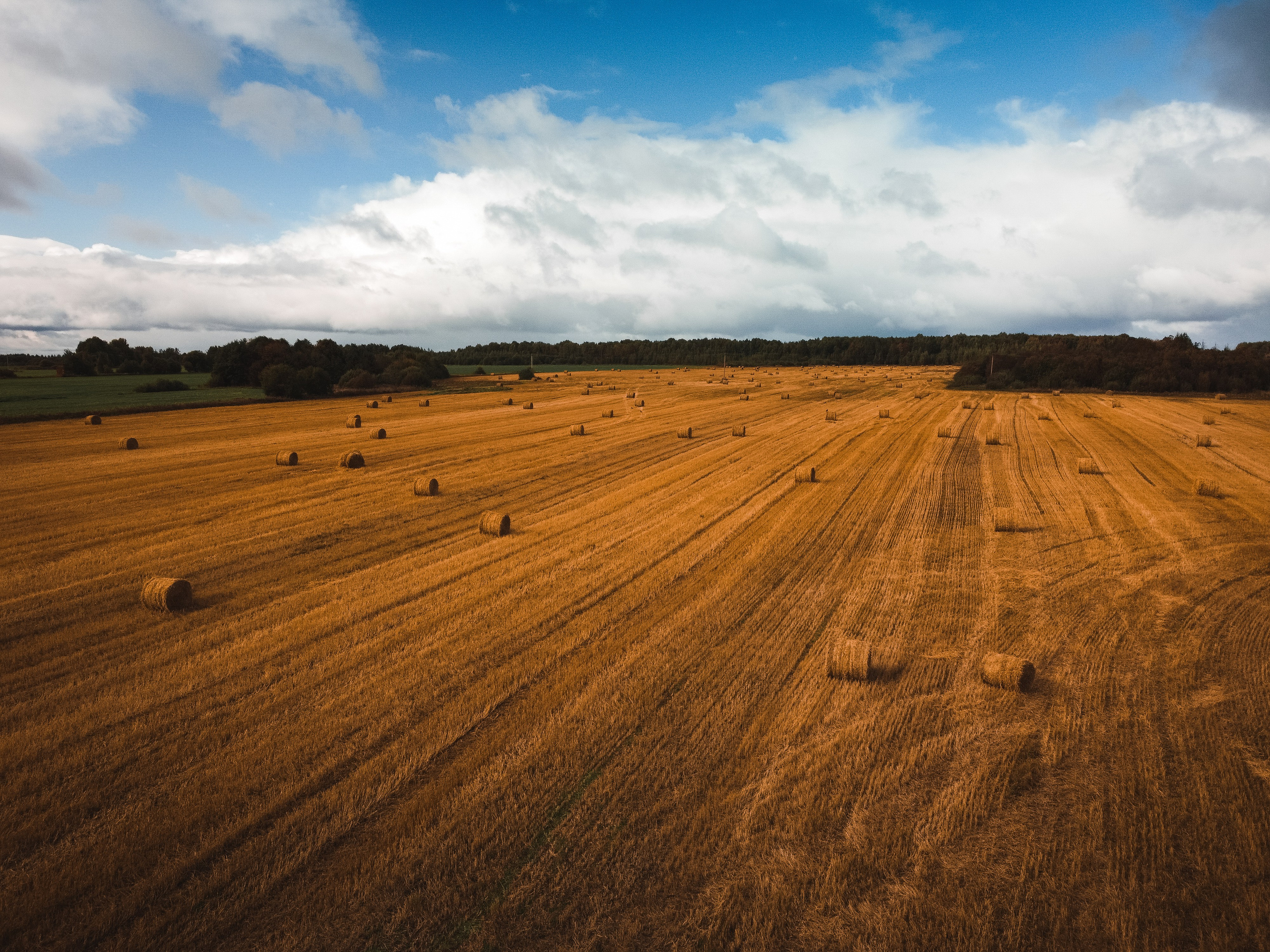 Поле с рулонами сена