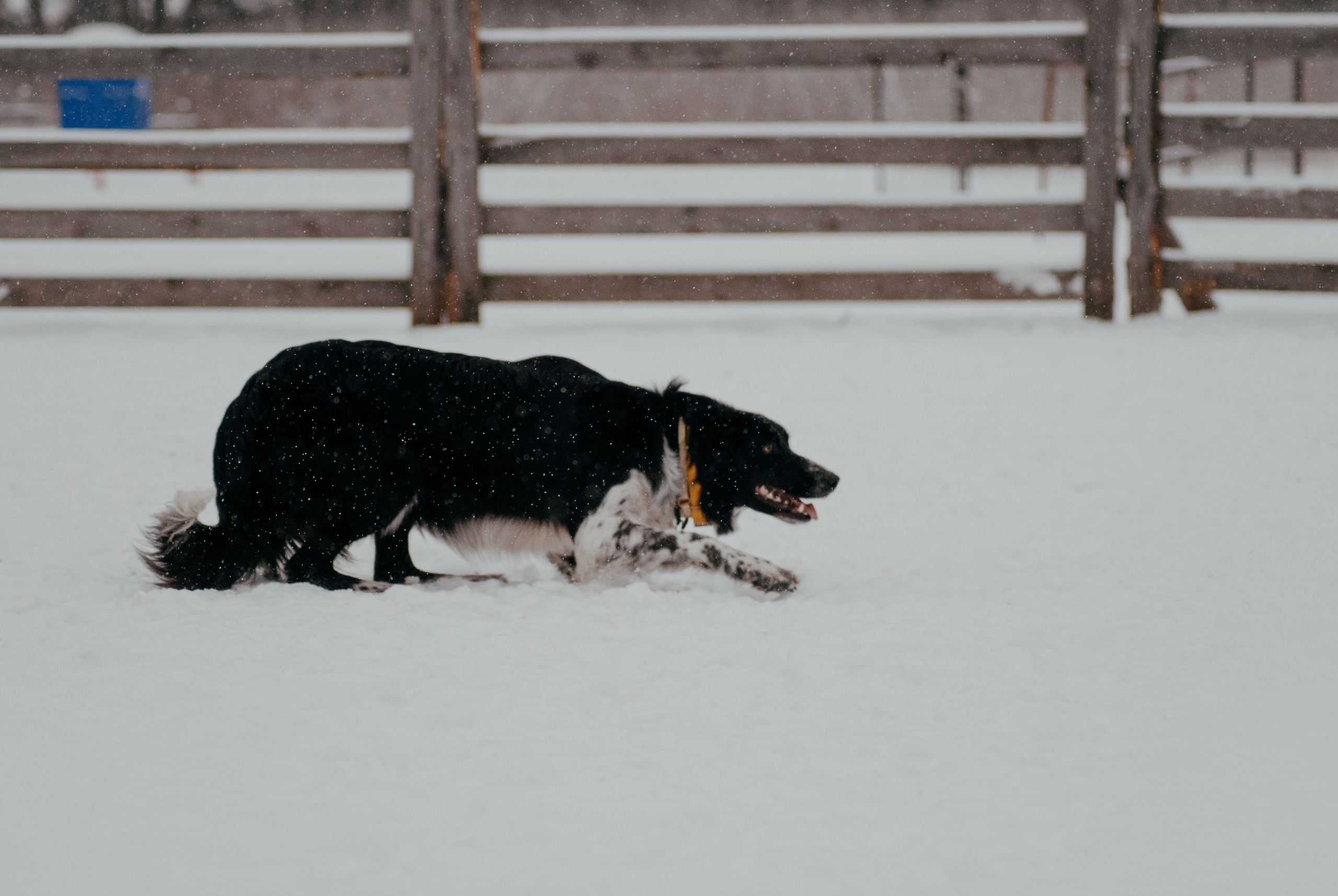 Пастьба. Фотограф в Тюмени Лизавета Сапицкая