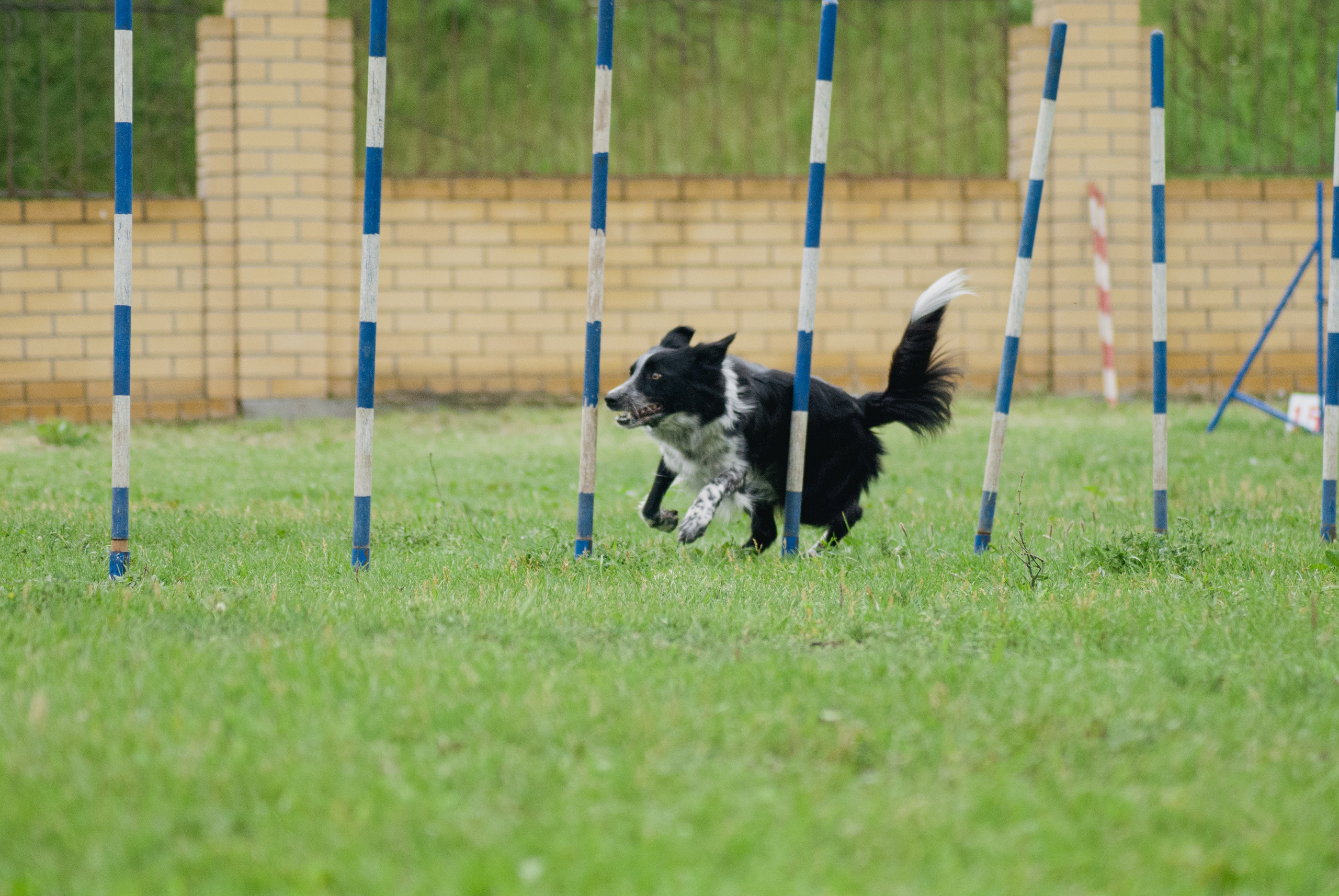 Аджилити. Фотограф в Тюмени Лизавета Сапицкая