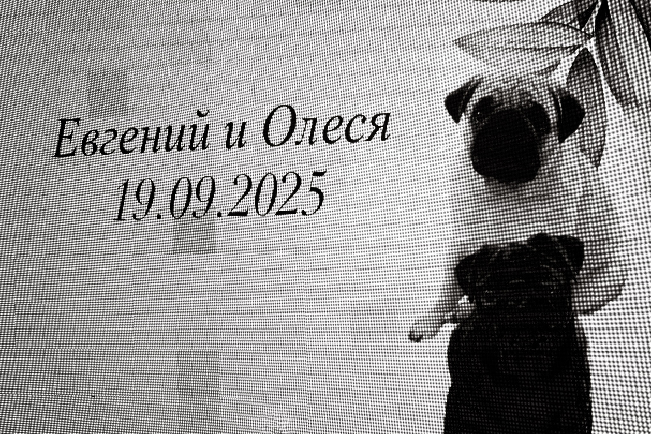 Ласковое «Бубусик». Свадебный фотограф в Краснодаре Елизавета Горшенёва