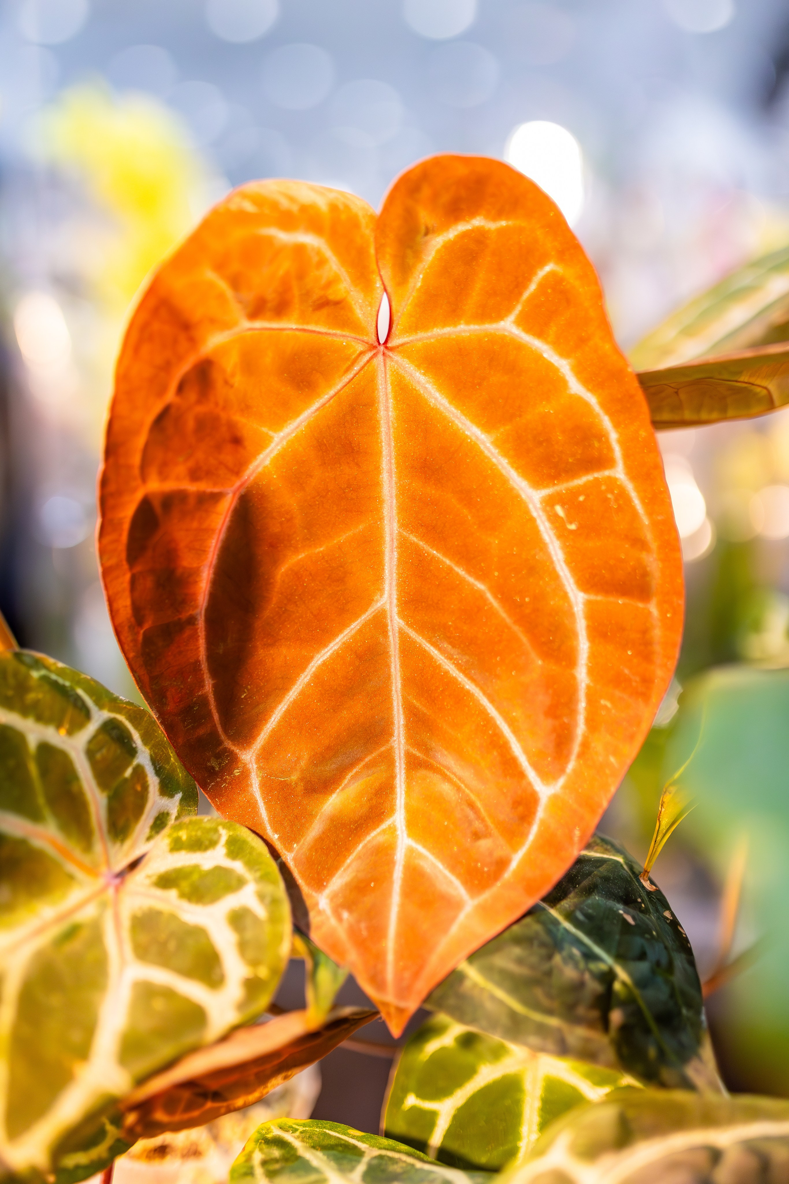 Орхидиум сентябрь 2025. Александра Куликова фотограф, Москва