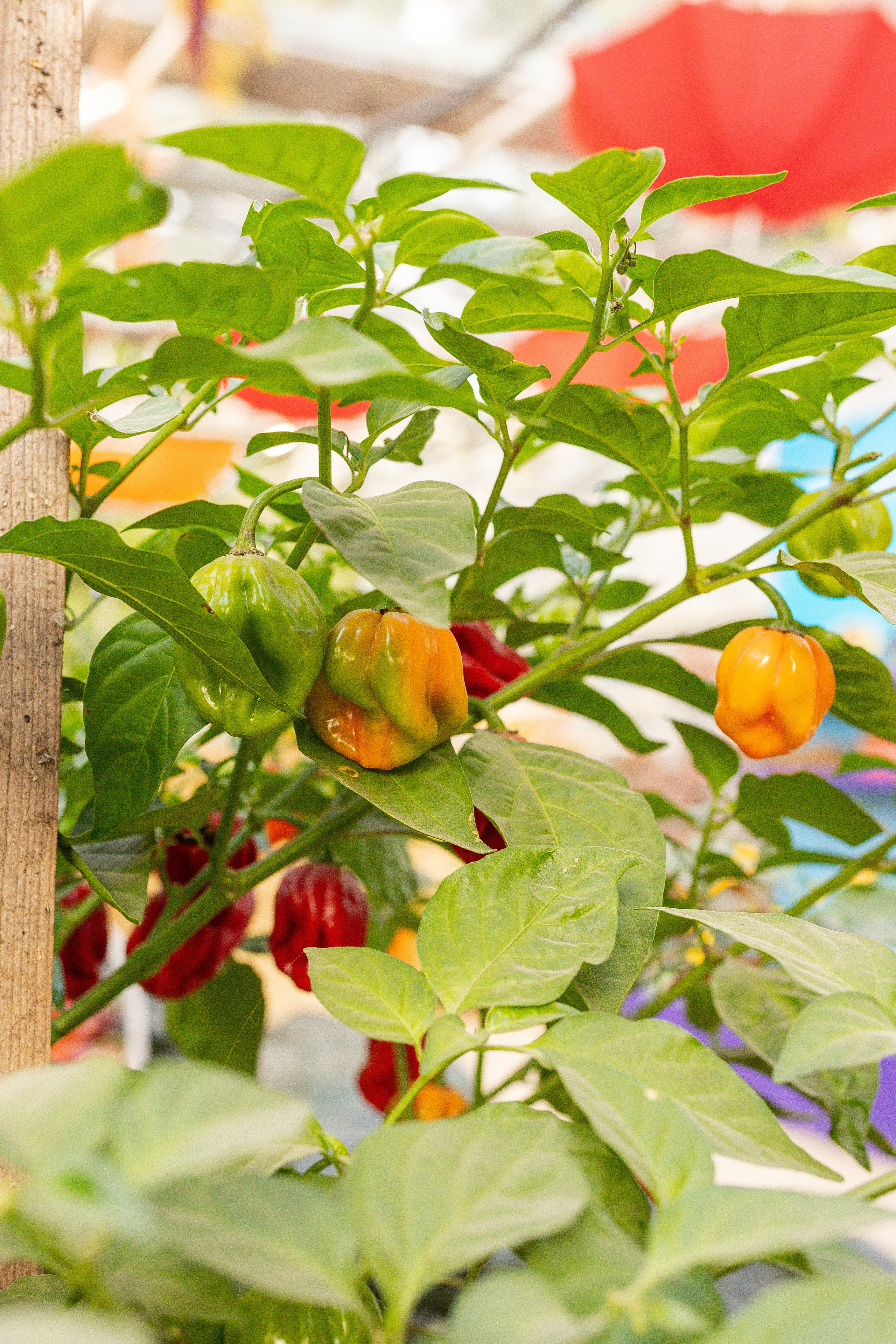 Овощи-гиганты. Александра Куликова фотограф, Москва