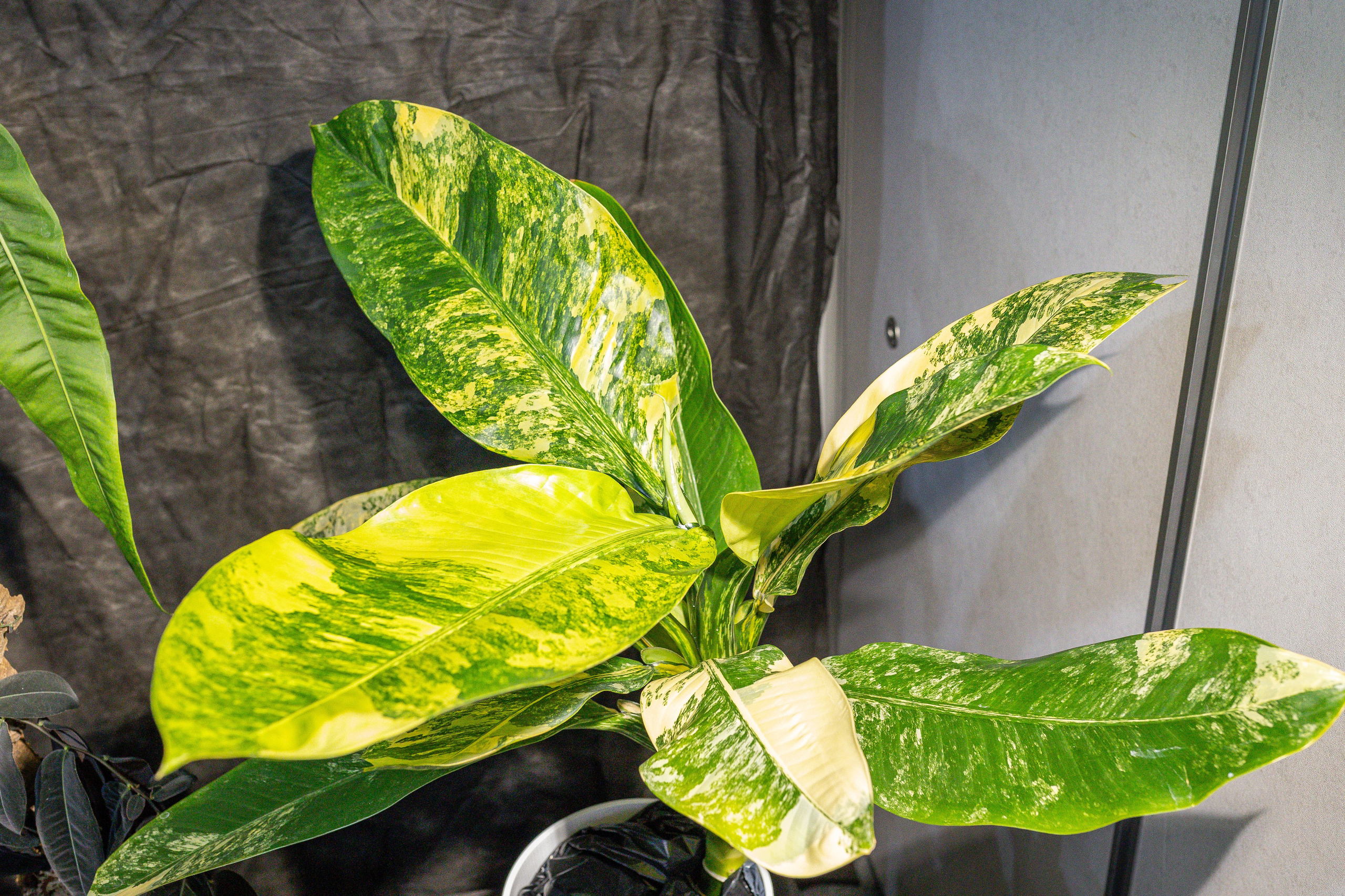 Монстериум апрель 2026. Александра Куликова фотограф, Москва