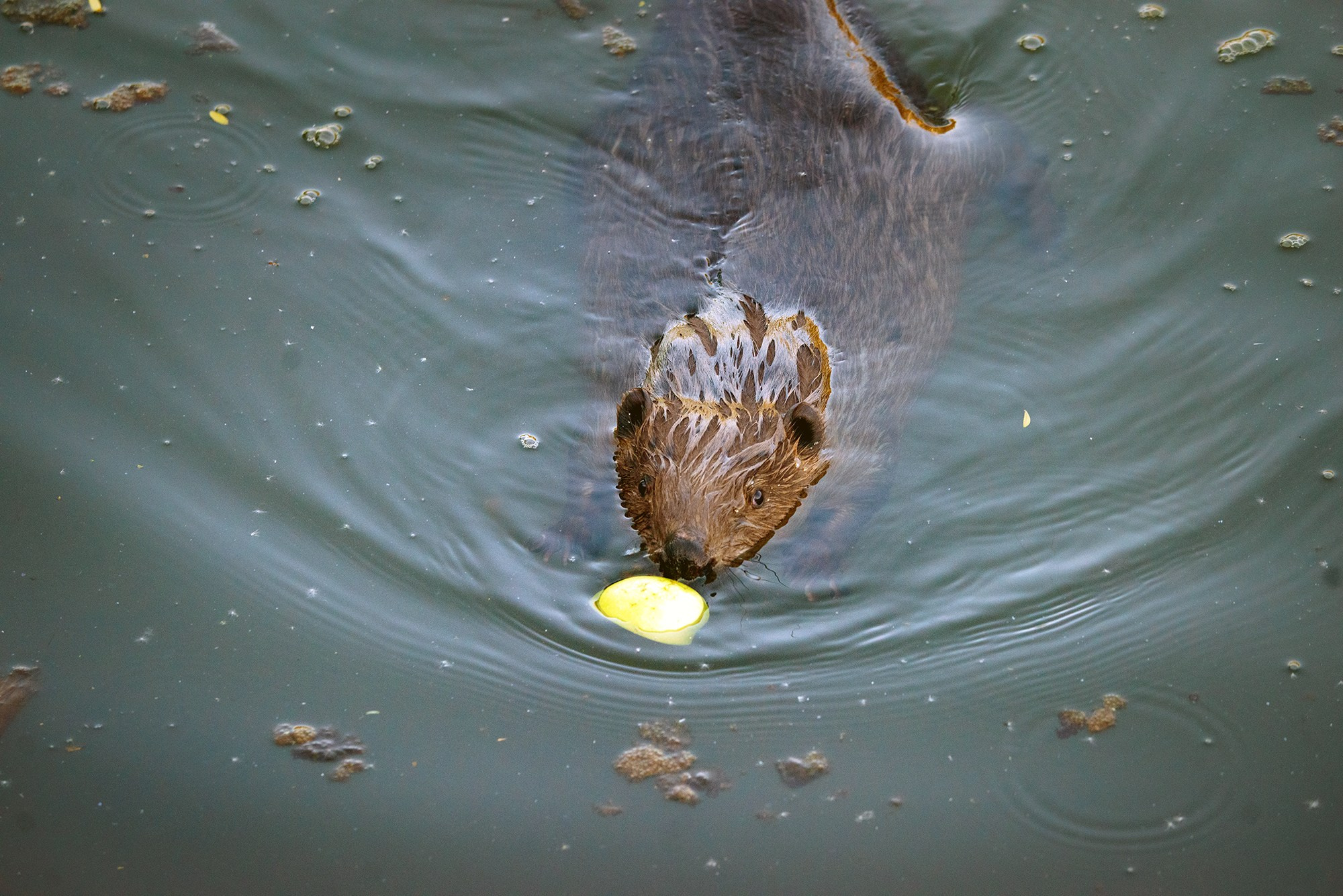 Животные. Ваш личный фотограф Марина Волкова
