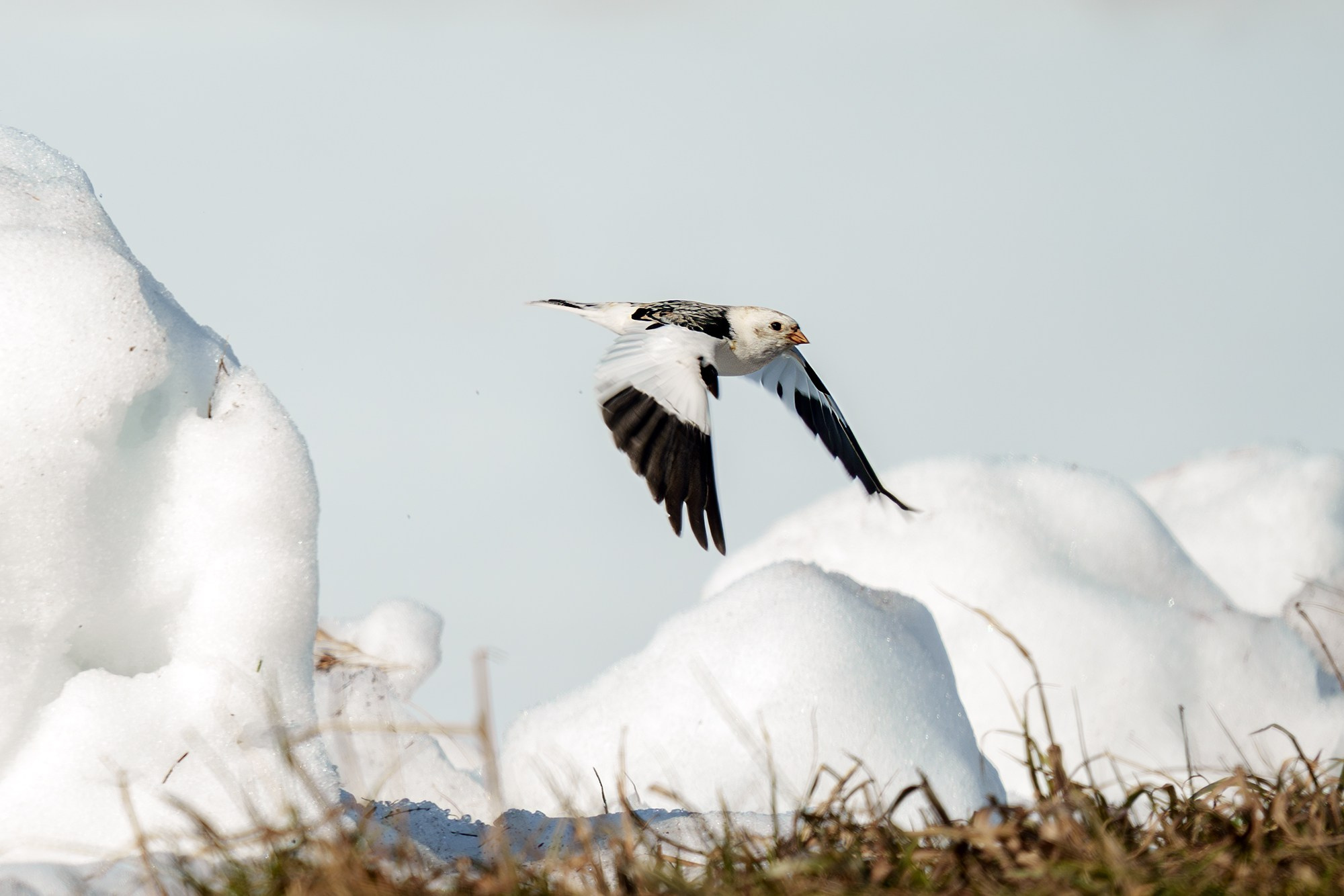 Удивительные мир птиц. Вокруг нас столько прекрасного — присмотритесь!. Ваш личный фотограф Марина Волкова