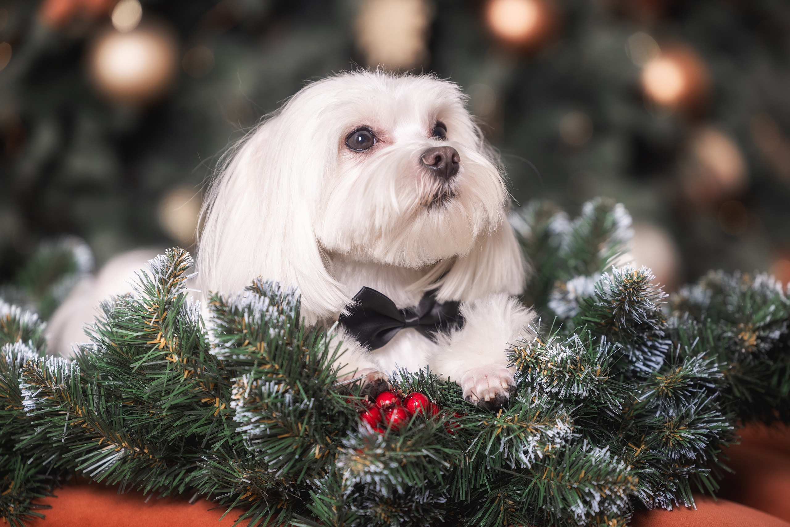 Хвостатый Новый Год. Фотограф Алена Звездина