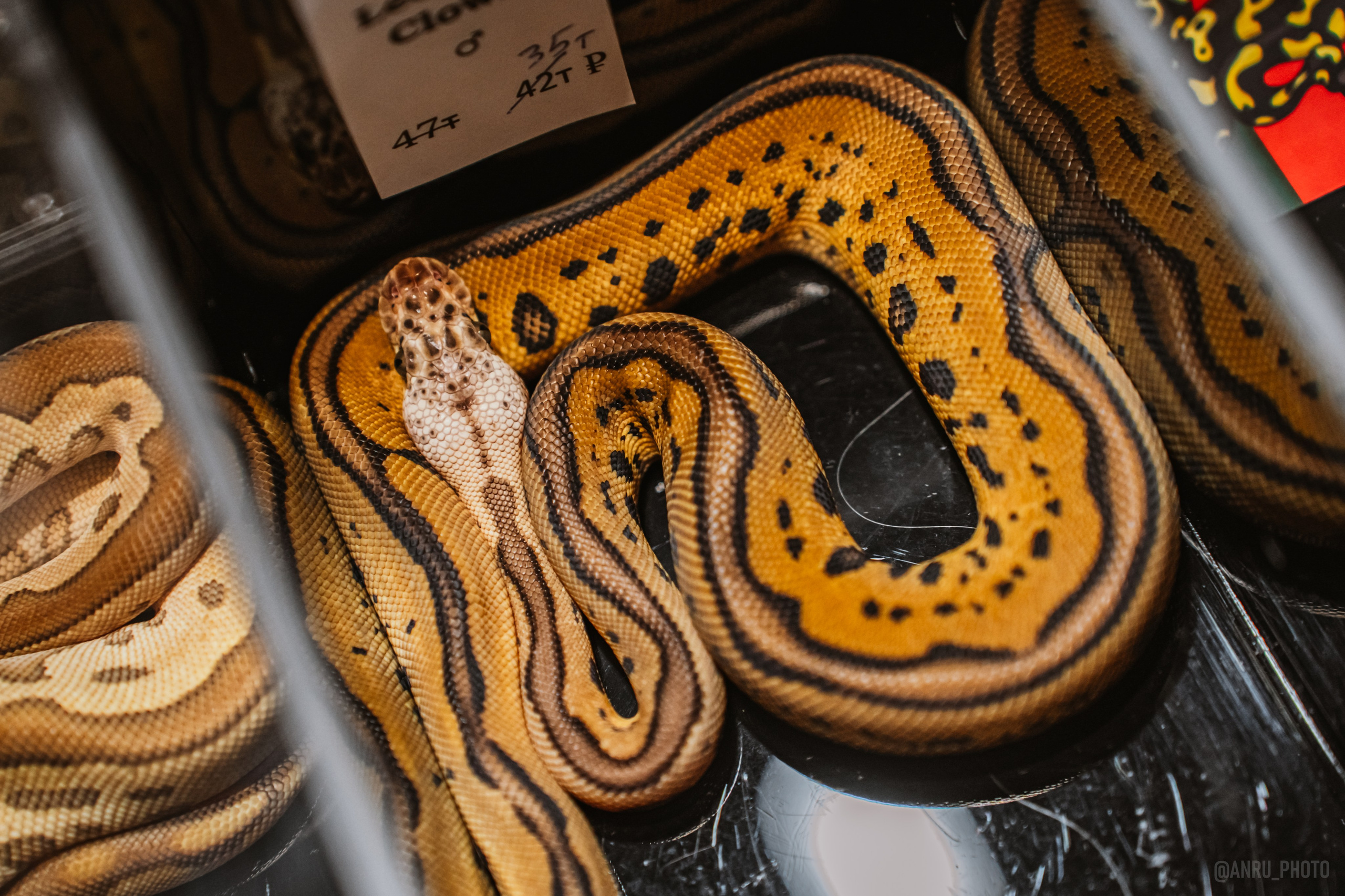 Рептилиум. Репортажный фотограф Анастасия Рубцова