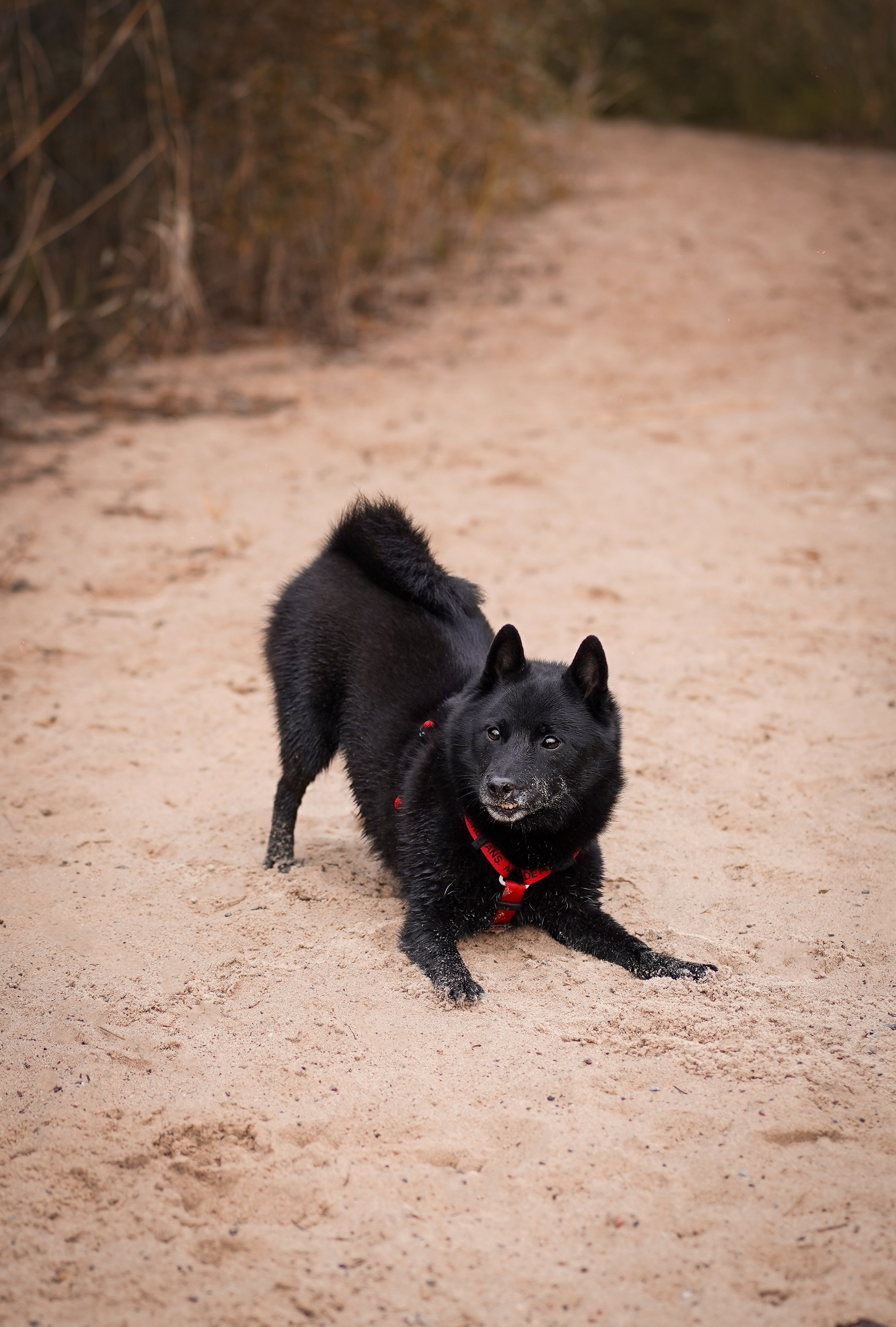 Аня Мишель Арчи и Майкл. Фотограф-анималист в Санкт-Петербурге Яна Мартынова