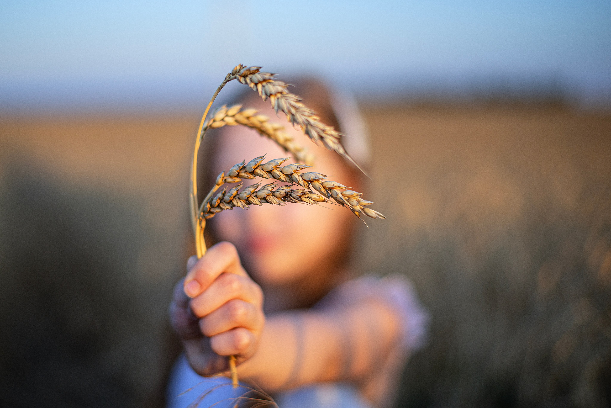 Пшеница. Главная