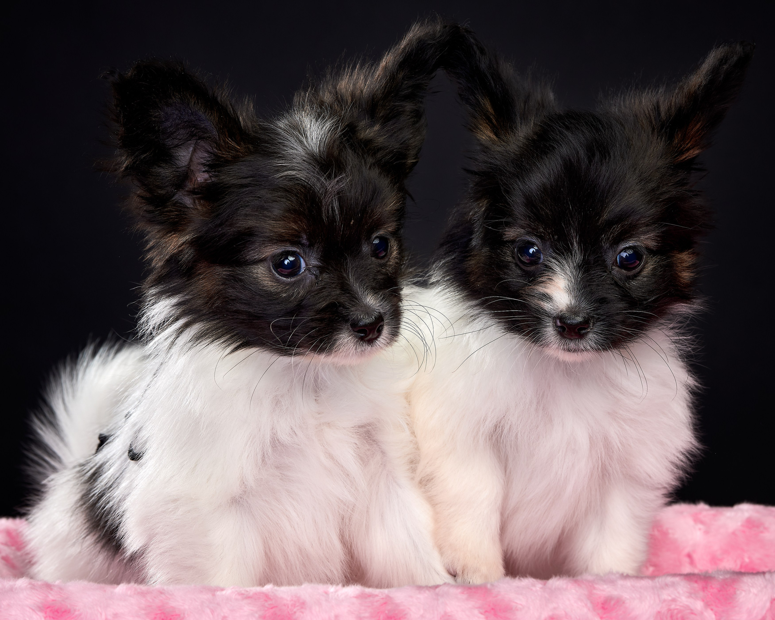 Фотосъемка животных