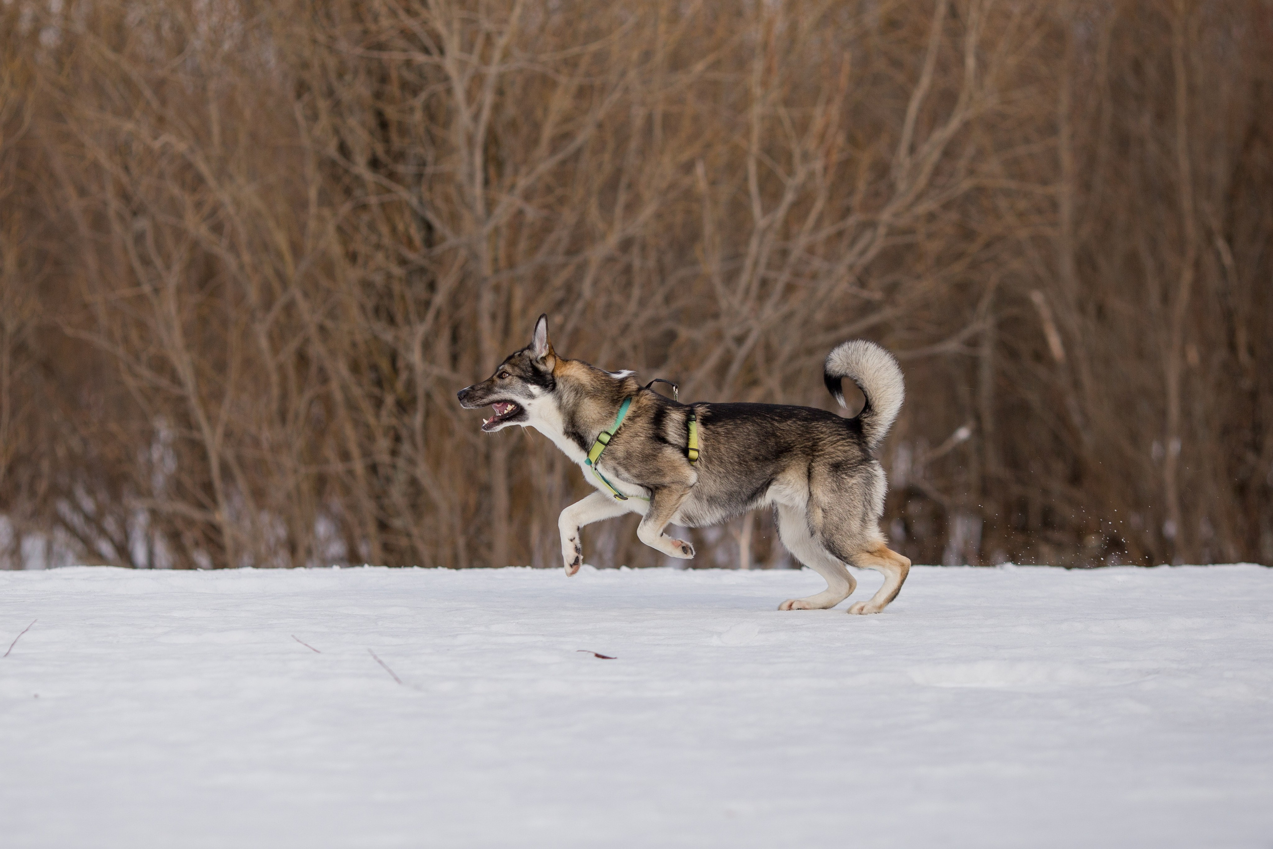 Фотосессия с собакой в Архангельске