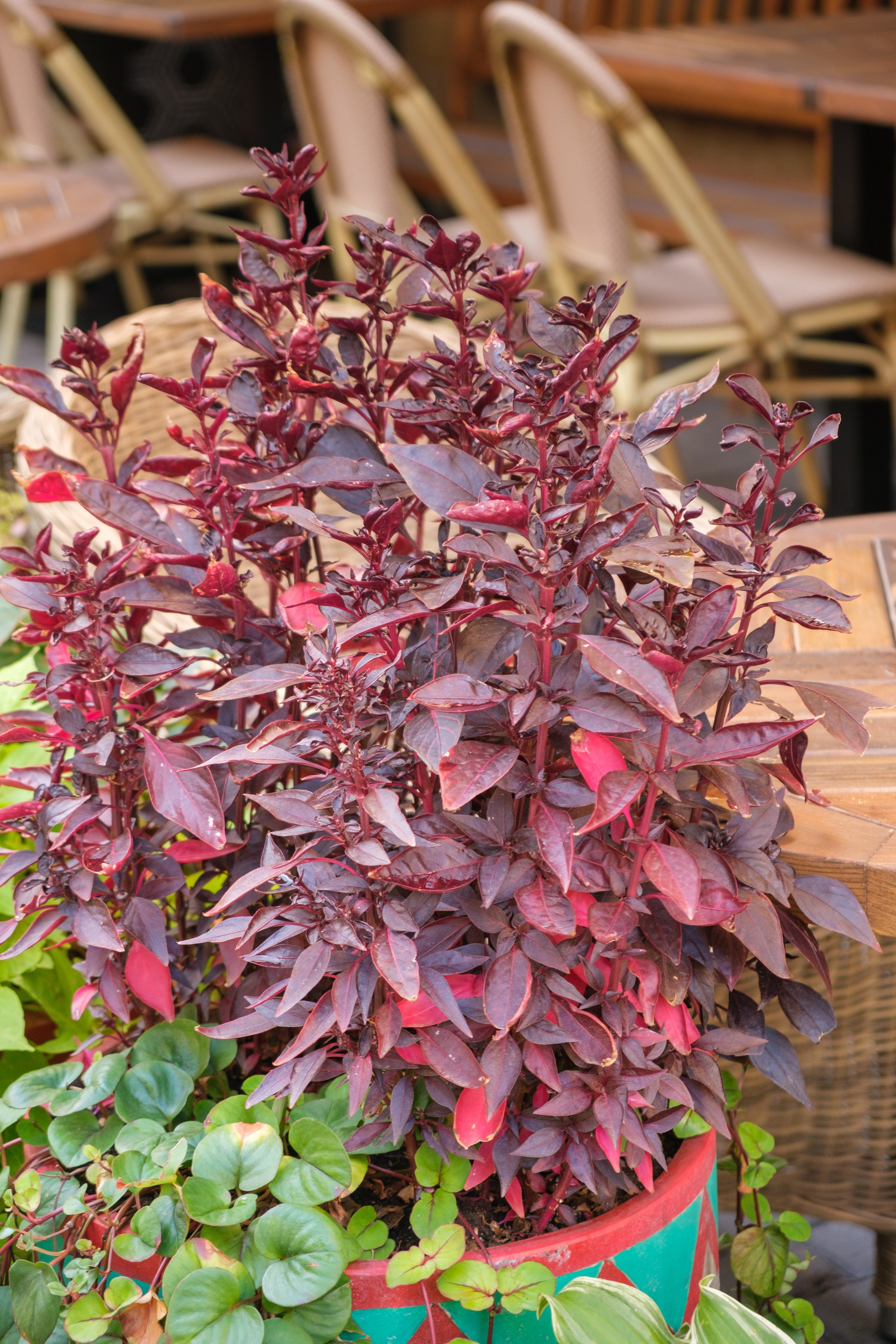 Озеленение