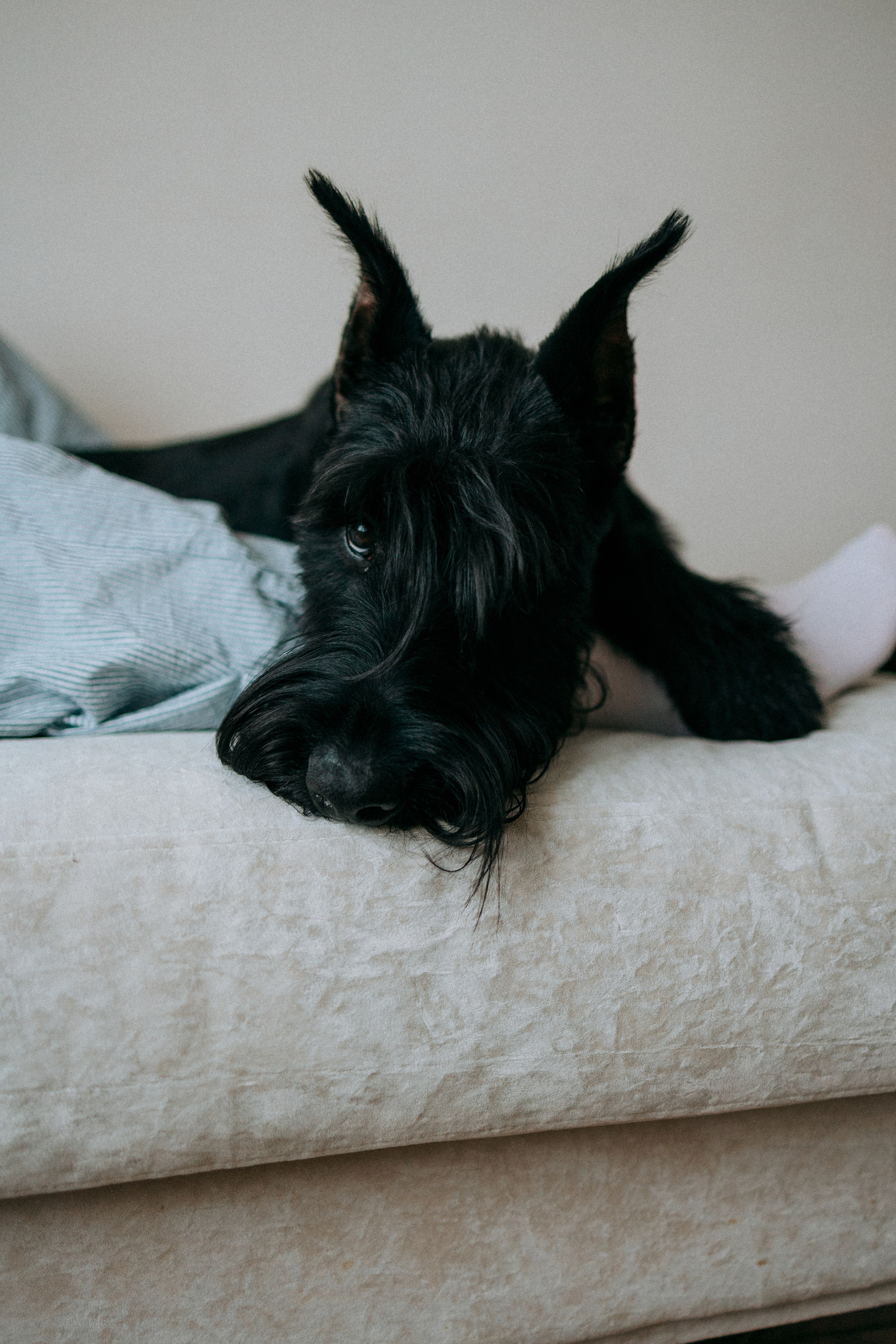 Умбра и Даша. Фотограф анималист Анастасия Пикей