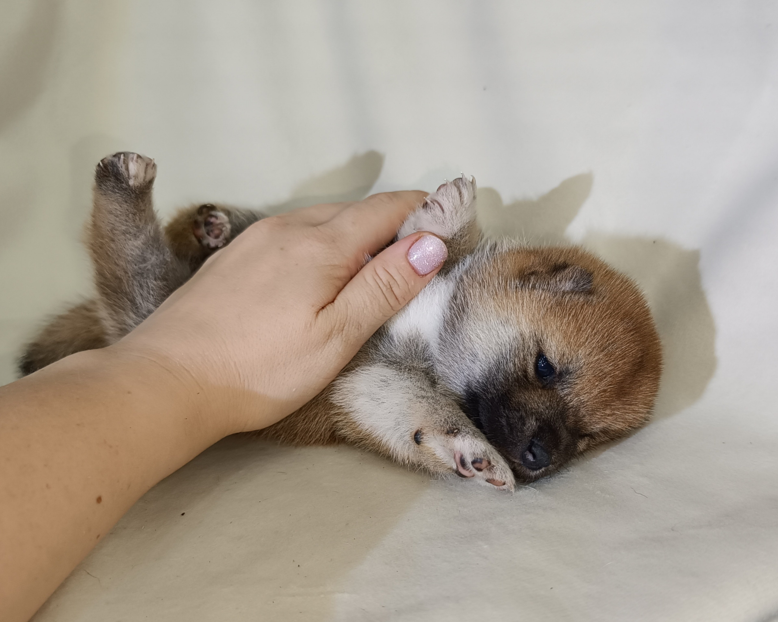 сиба питомник Рубилайт щенки на продажу rubylight  сиба щенки купить СПб Санкт-Петербург 