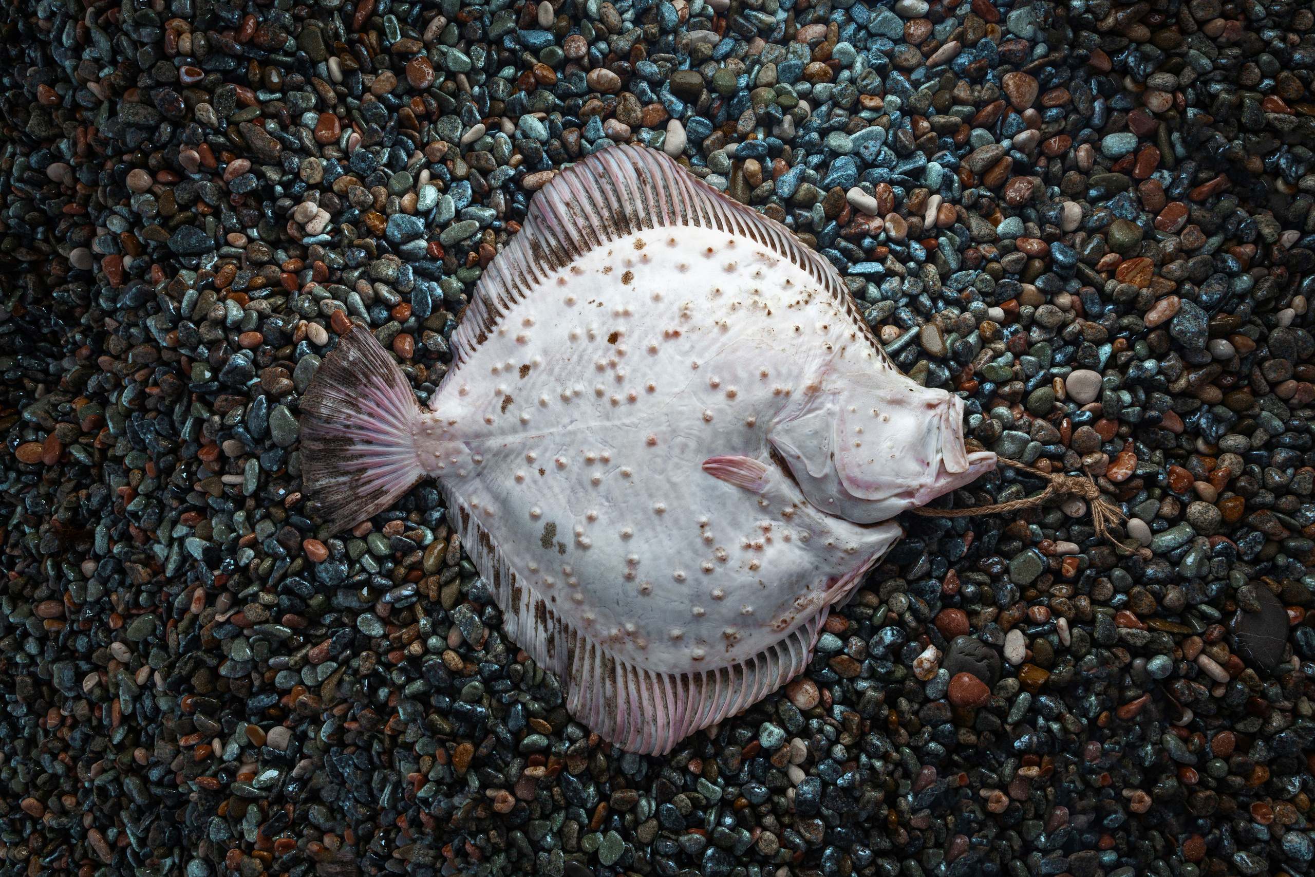 ПОРТФОЛИО. Главная