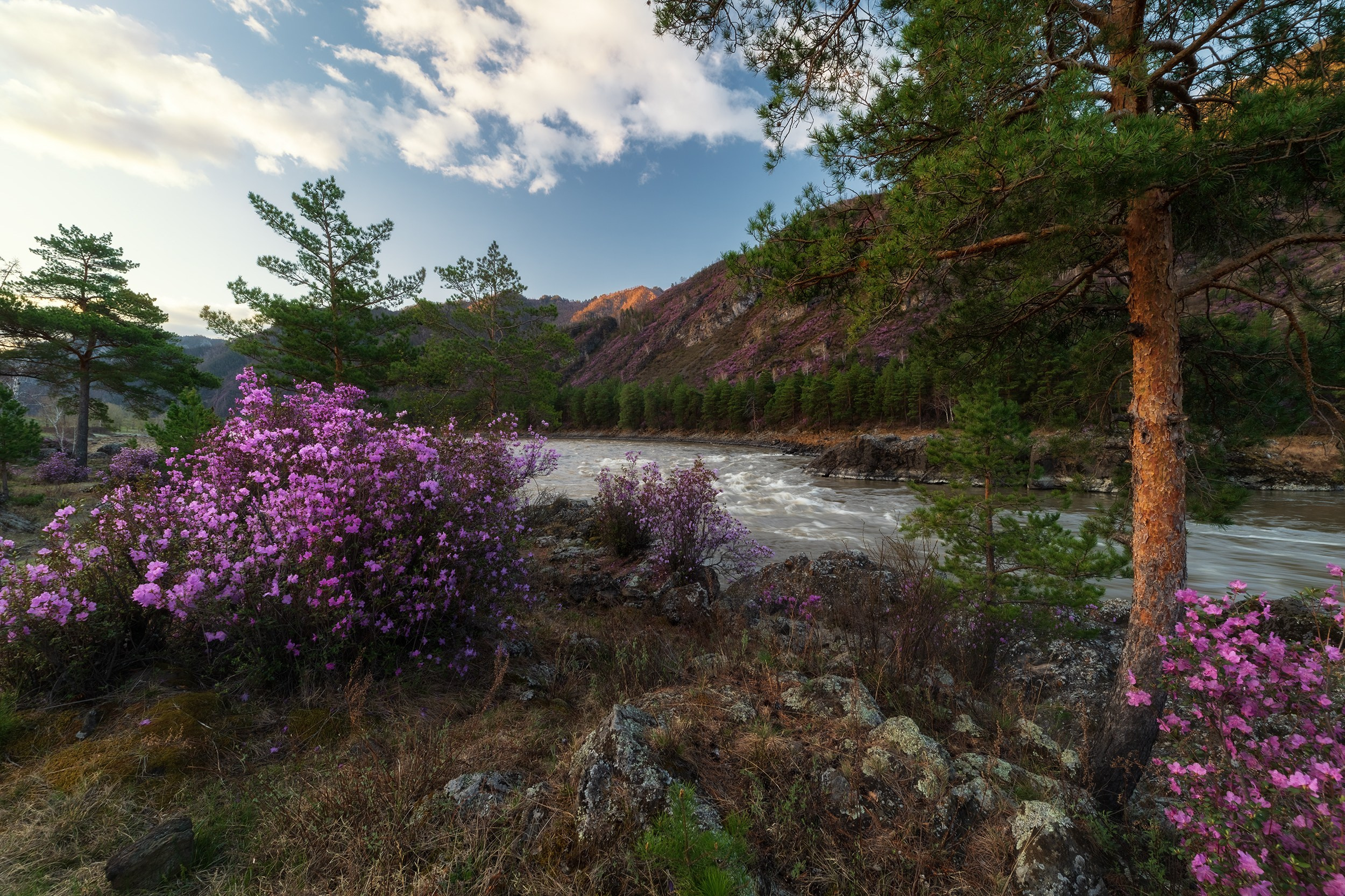 Время маральника. Цветение маральника (рододендрона Ледебура). Чемальский район, апрель 2024