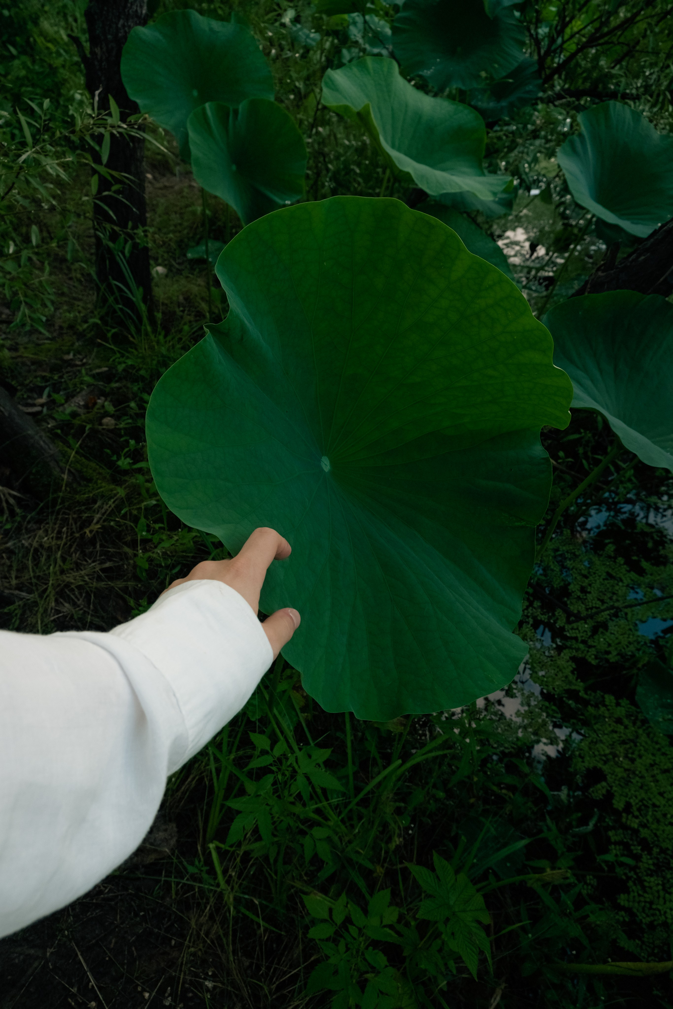 Пинежье летом. Фотограф Благовещенска Яна